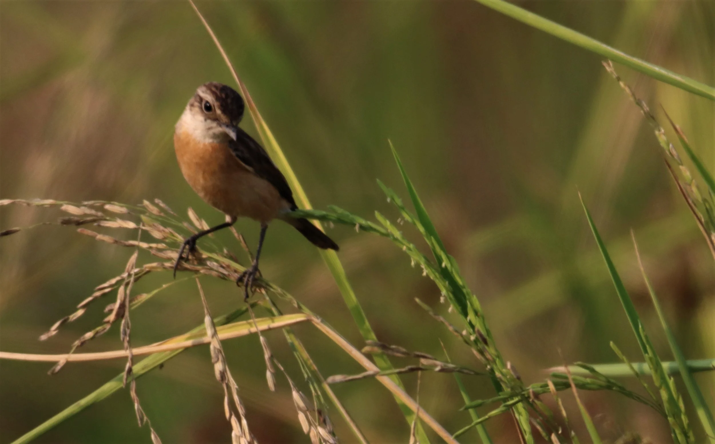 STONECHAT - SIBERIAN STONECHAT - Saxicola maurus - LAT KRABANG WETLANDS NEAR BKK (11).jpg
