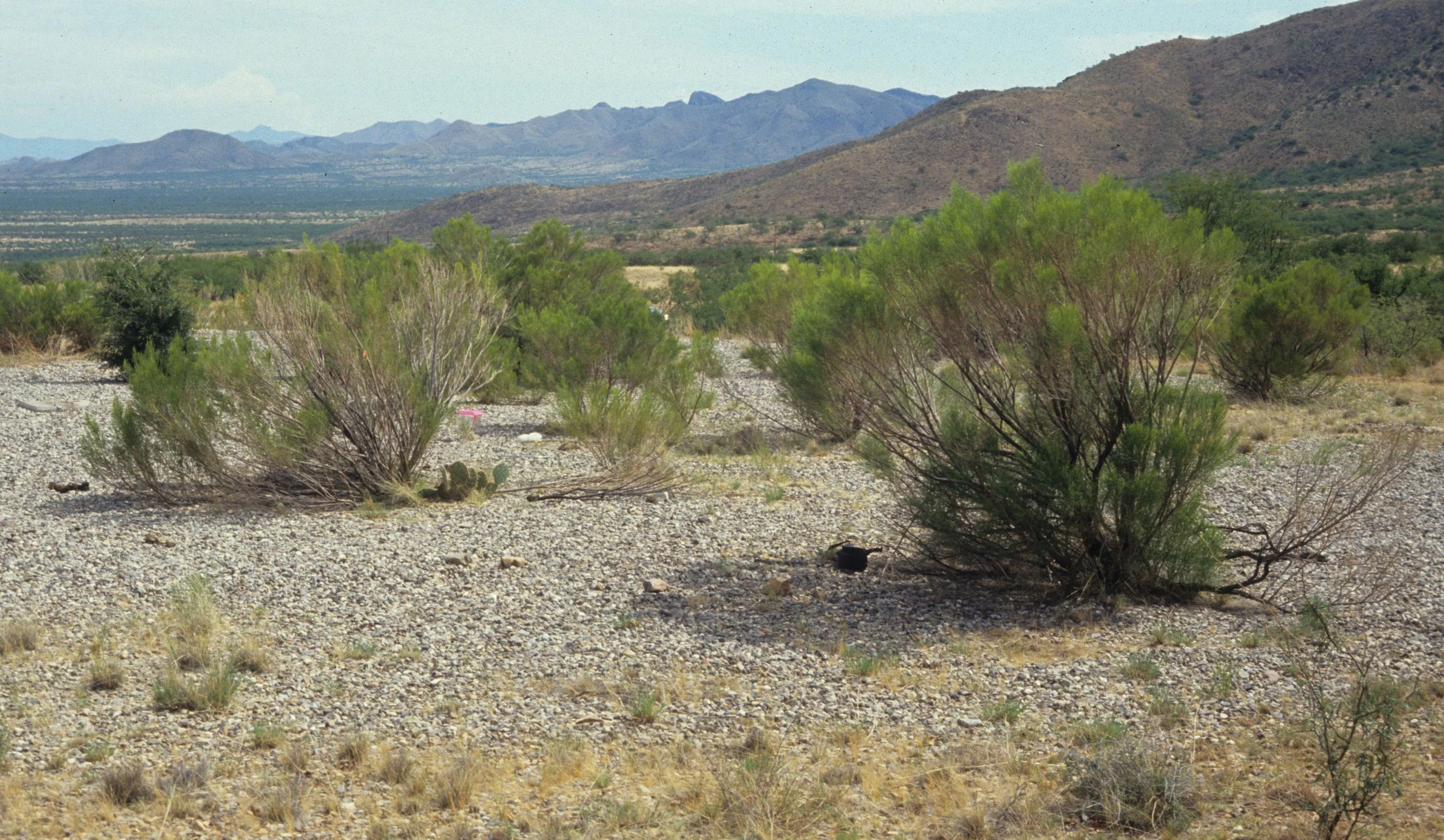 ARIZONA - MADERA CANYON - RESEARCH PLOT.jpg