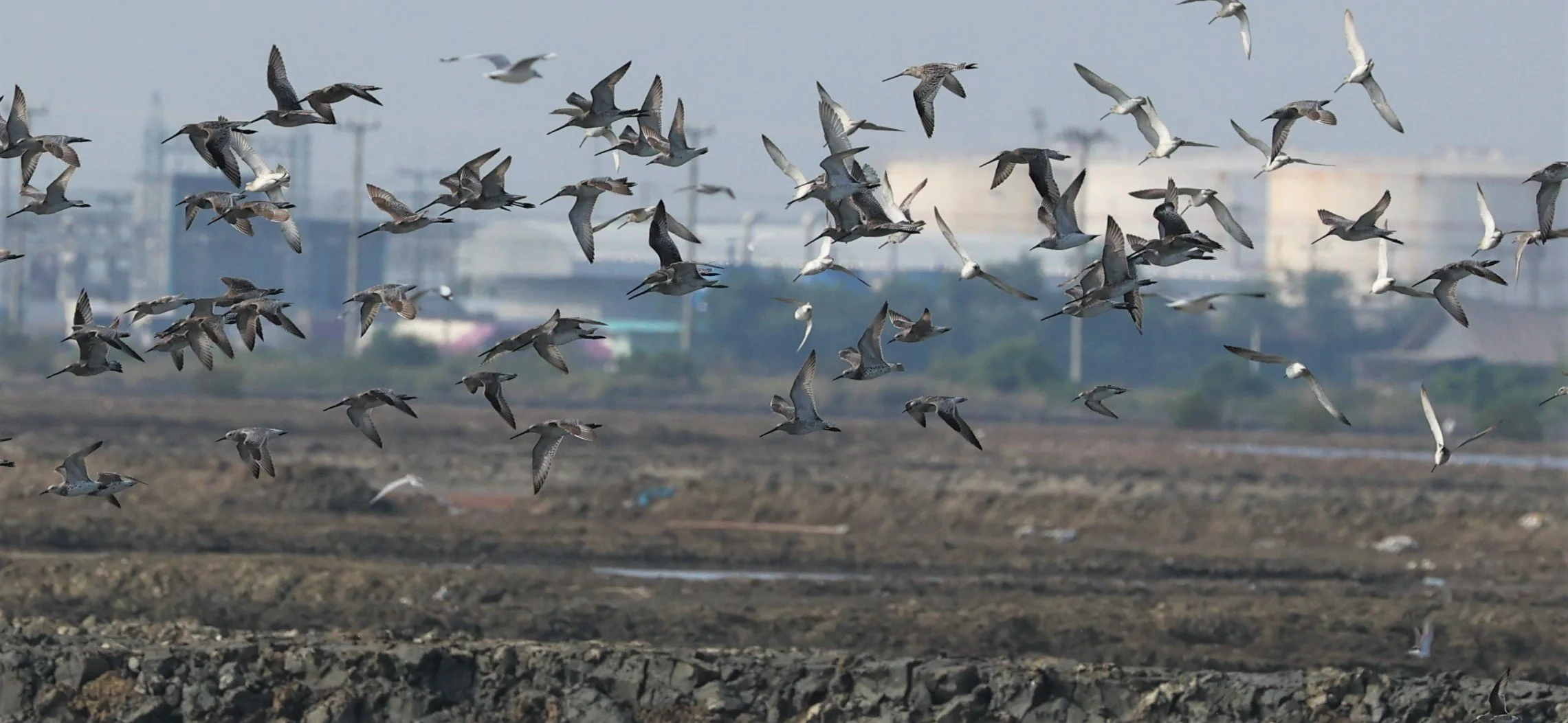 DOWITCHER - ASIAN DOWITCHER - Limnodromus semipalmatus - PAK THALE SALT PONDS MARCH 2022 (30).jpg