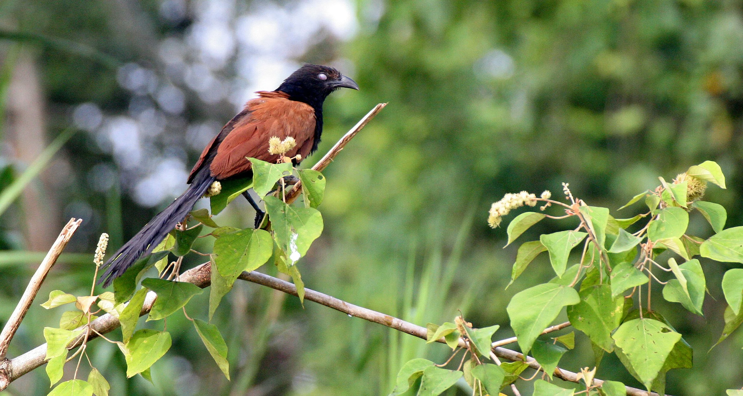 Greater Coucal (Centropus sinensis) Kinabatangan River Borneo (9).JPG