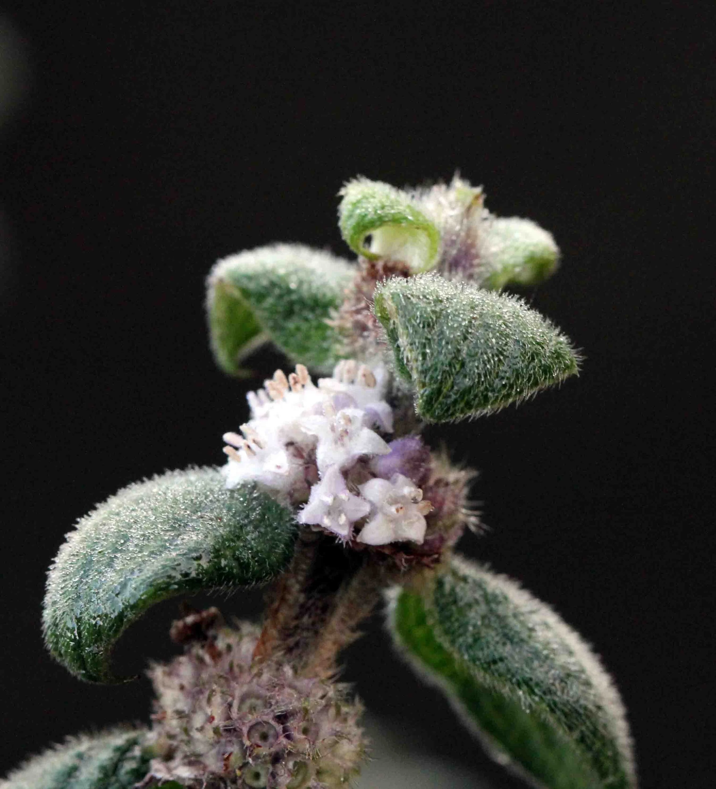 NUWARA ELIYA， HORTON PLAINS NATIONAL PARK,  SRI LANKA (10).JPG