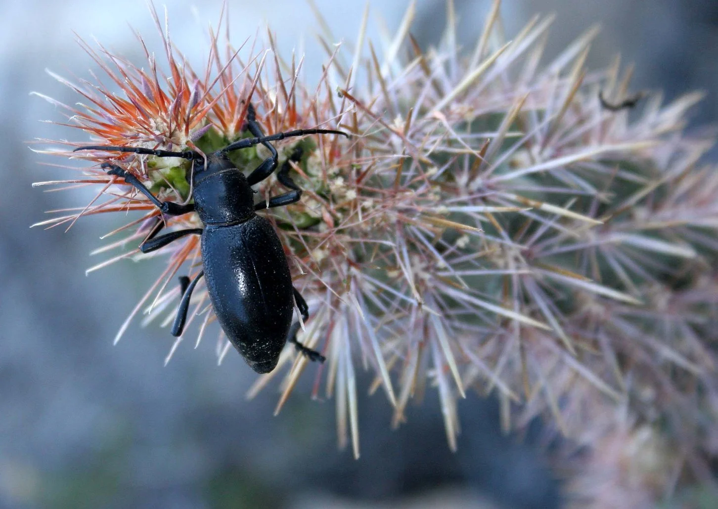 Moneilema michelbacheri - Catavina Desert, Baja California, Mexico