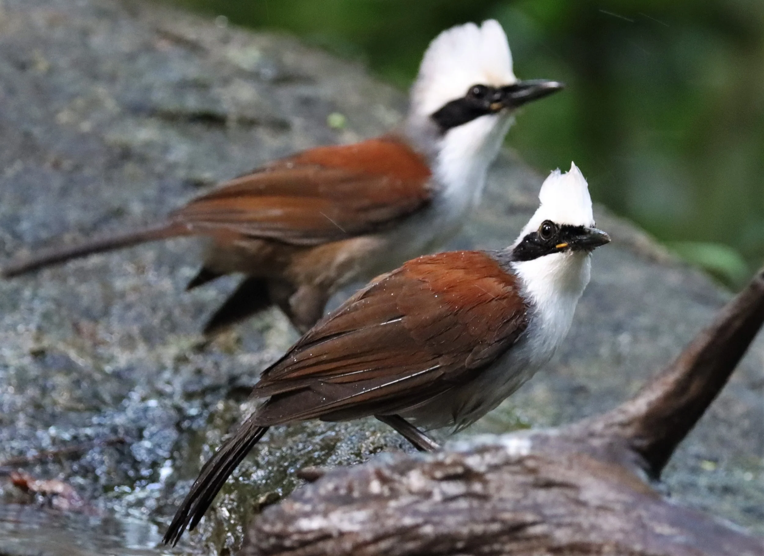 LAUGHINGTHRUSH - WHITE-CRESTED LAUGHINGTHRUSH - Garrulax leucolophus - WAT THAM PRATHUN CHONBURI (78).jpg