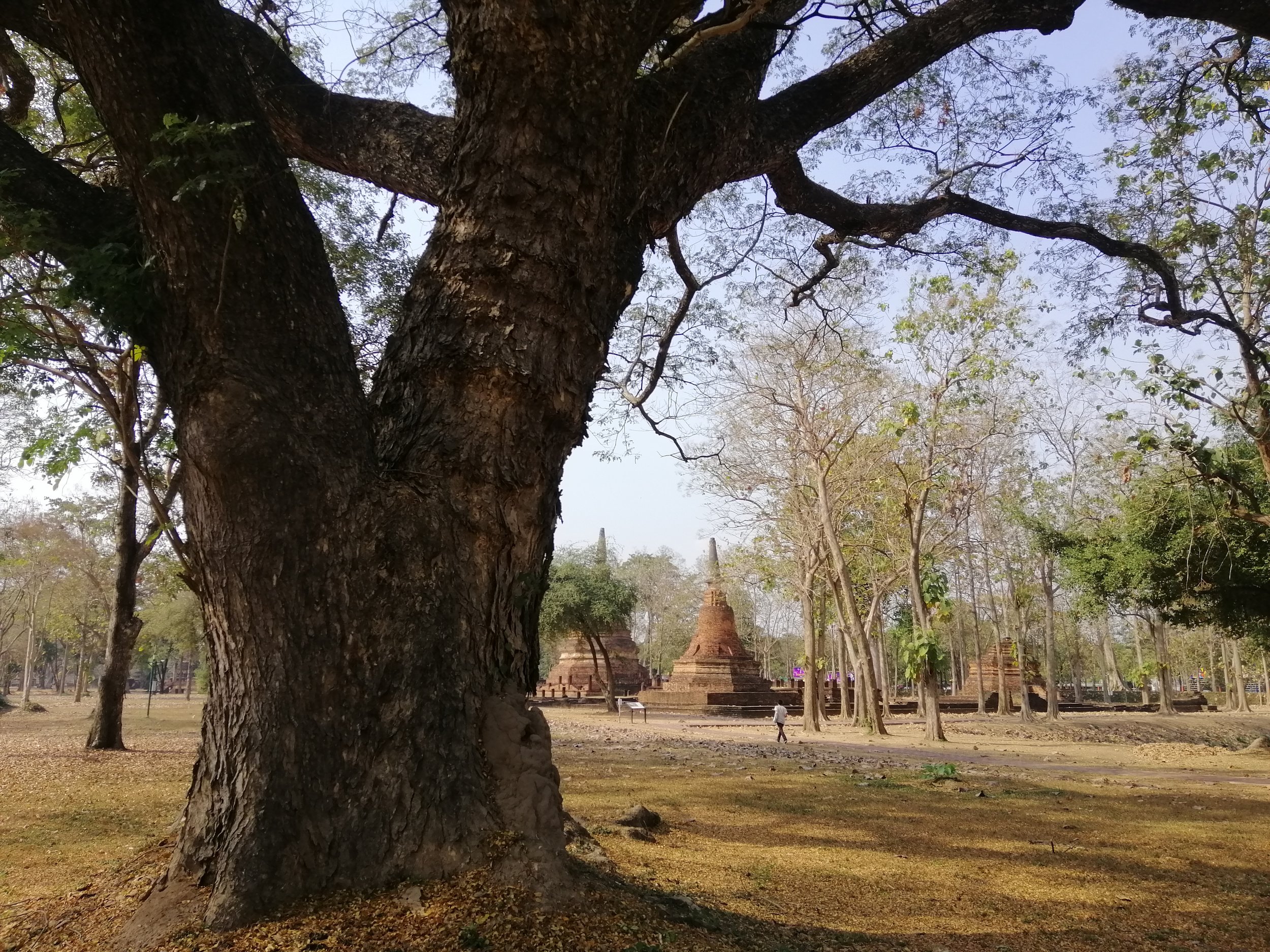 Samanea saman, commonly known as a Monkey Pod or Rain Tree in Ancient City of Kanchanaburi.
