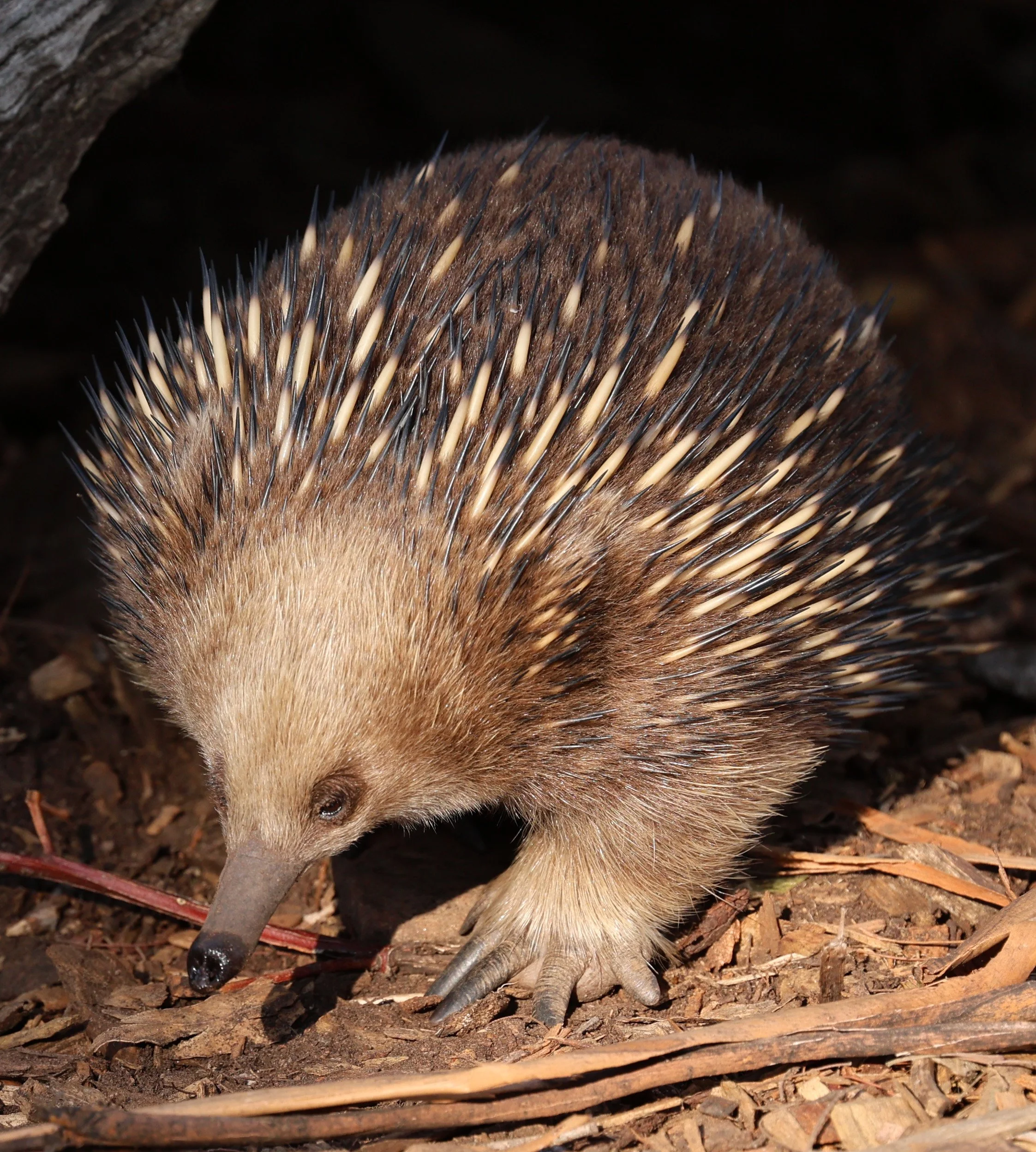 Tasmanian Short-beaked Echidna (Tachyglossus aculeatus setosus) Near Hobart Waterworks Reserve - Tasmania 