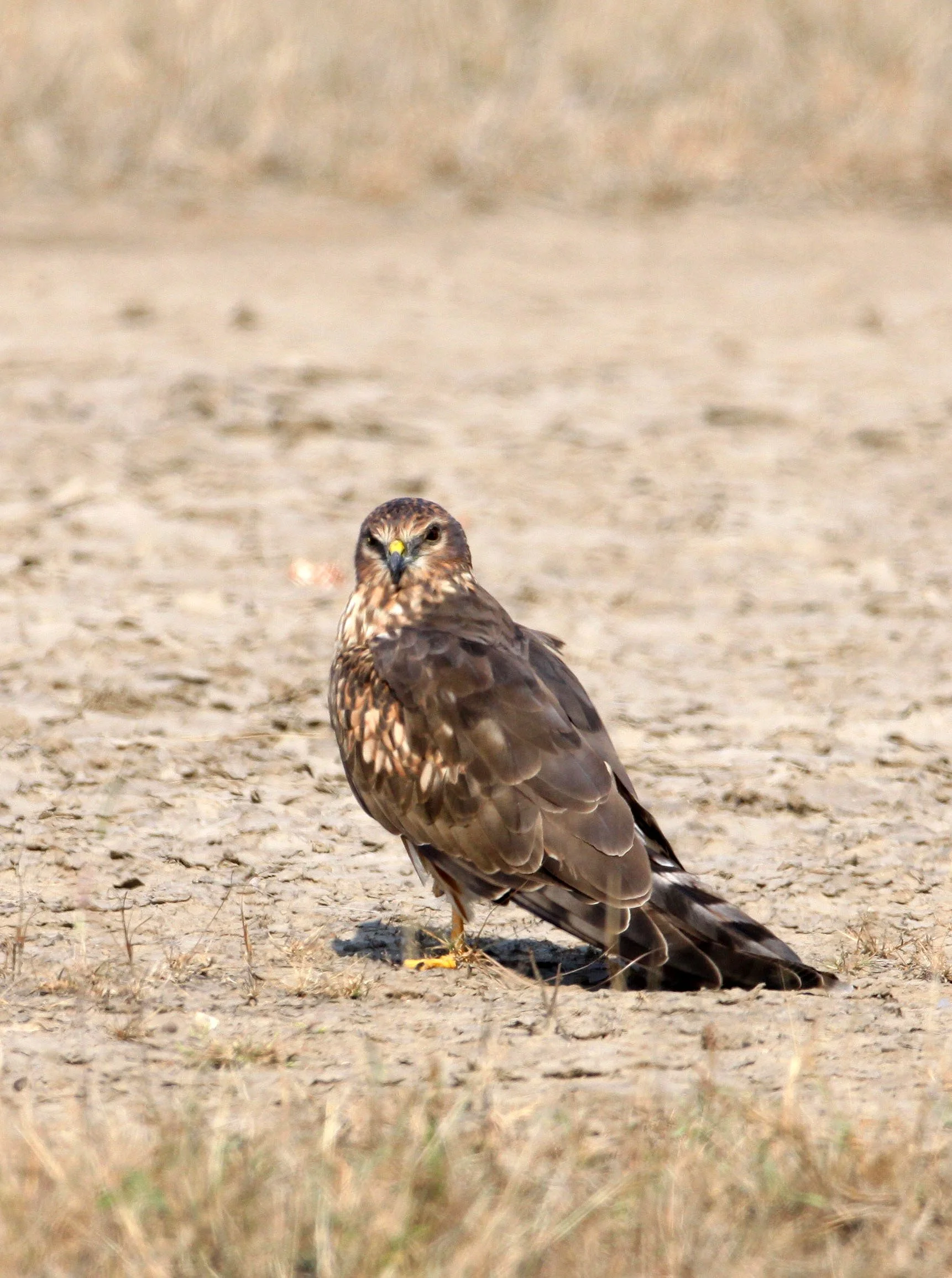 Circus macrourus - PALLID HARRIER - BLACKBUCK NATIONAL PARK INDIA (17).JPG