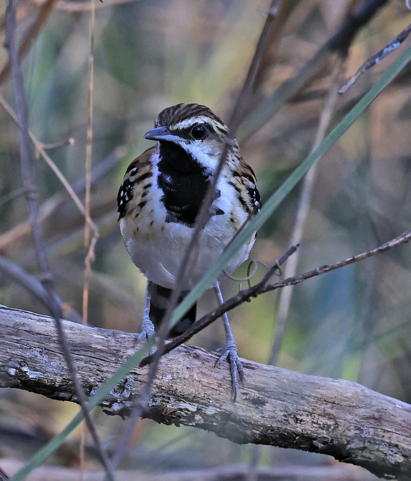 Stripe-backed Antbird (Myrmorchilus strigilatus) Agua Dulce Paraguay (15).jpg