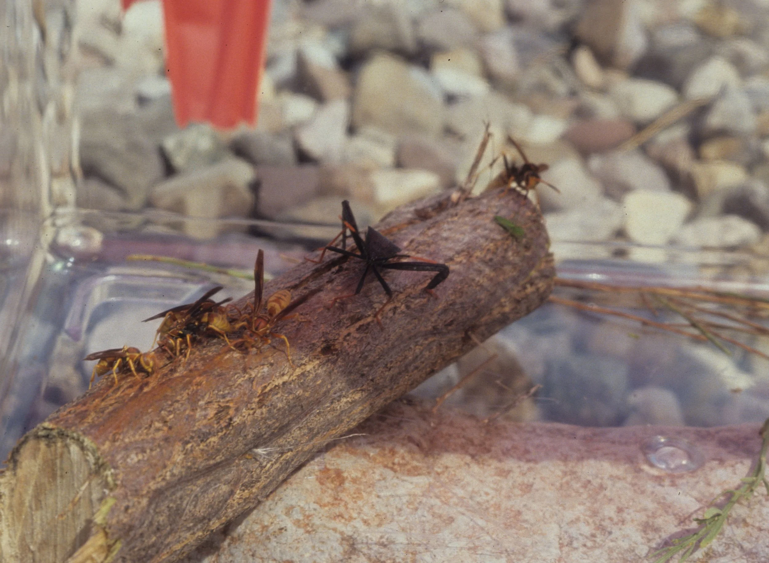 ARIZONA - MADERA CANYON - RESEARCH - DATA COLLECTION X.jpg