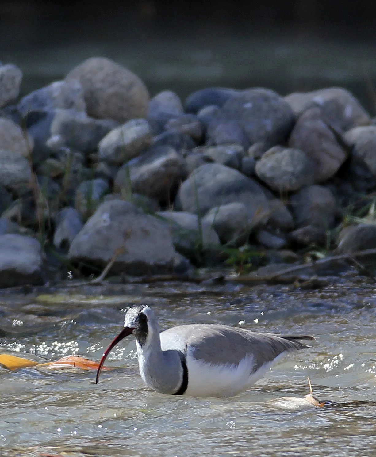 BIRD - IBISBILL - HEMIS NATIONAL PARK - LADAKH INDIA - JAMMU & KASHMIR NEAR LEH (50).JPG