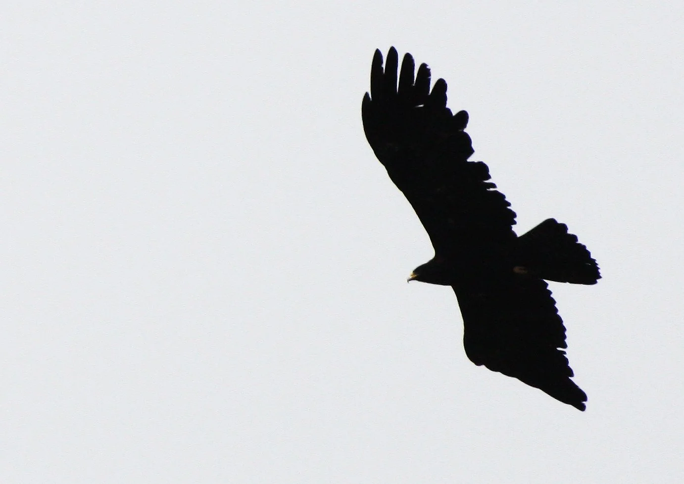 Ictinaetus malaiensis - BLACK EAGLE - KAENG KRACHAN THAILAND (5).JPG