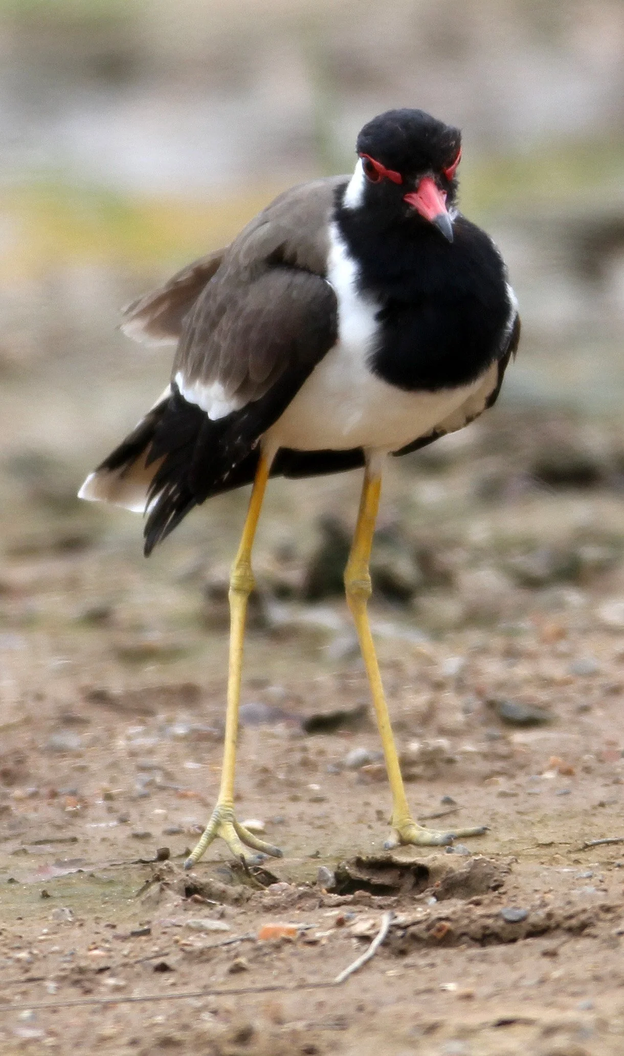 LAPWING - RED-WATTLED LAPWING - Vanellus indicus - PAK THALE THAILAND (3).JPG