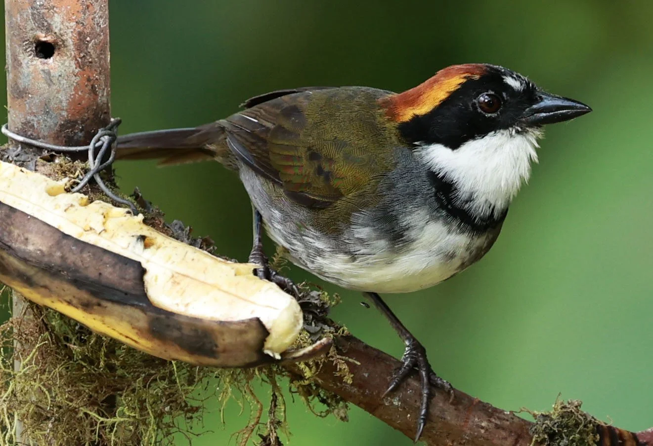 Chestnut-capped Brushfinch (Arremon brunneinucha) Mindo, Ecuador - Chocoan Lowlands and Valley (8).jpg