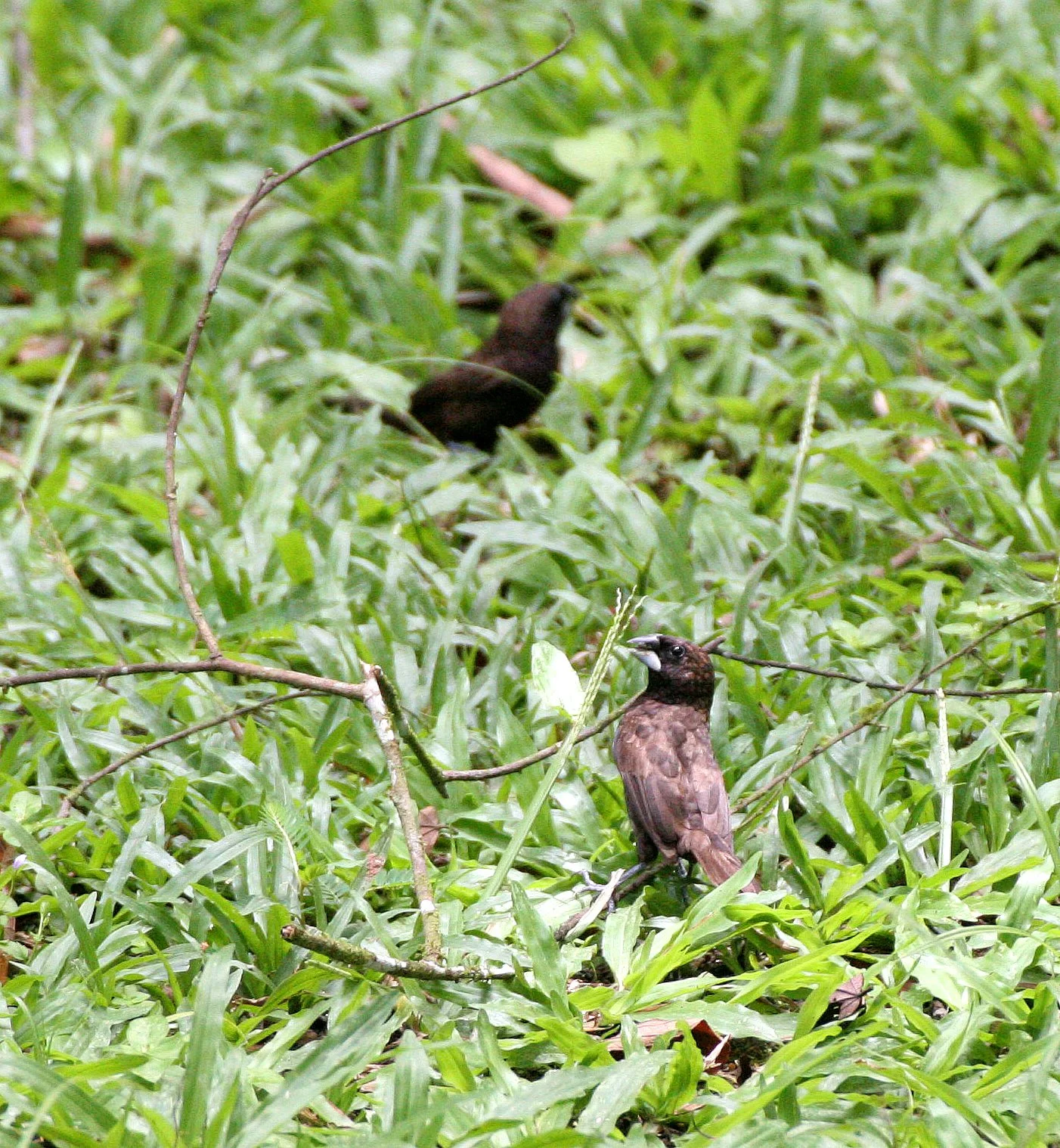 BIRD - MUNIA - DUSKY MUNIA - KINABATANGAN RIVER BORNEO (4).JPG
