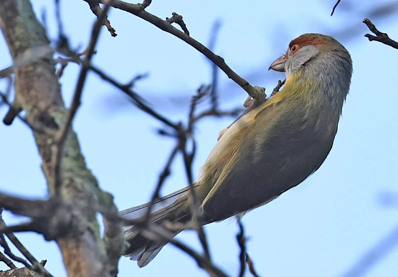 Rufous-browed Peppershrike (Cyclarhis gujanensis) Selva Serena Natural Reserve (5).jpg