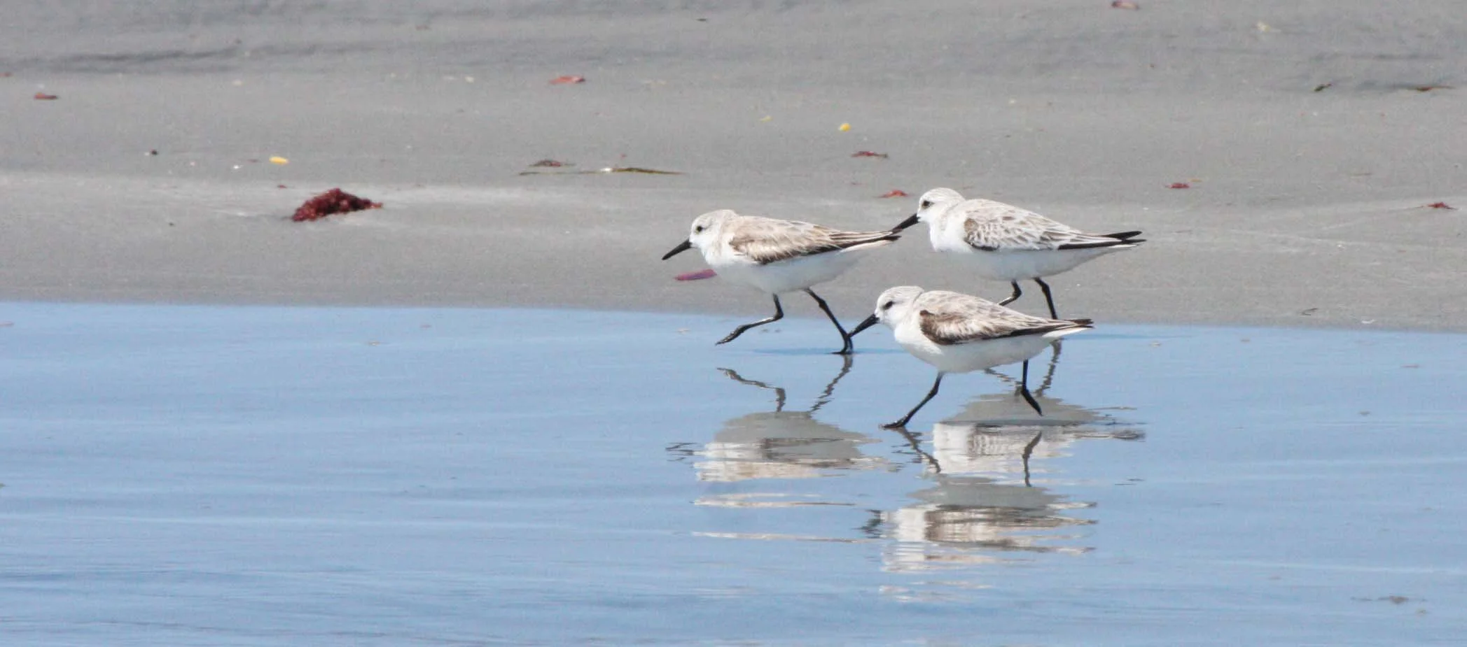 BIRD - SANDERLING - SAN IGNACIO LAGOON BAJA MEXICO (10).JPG