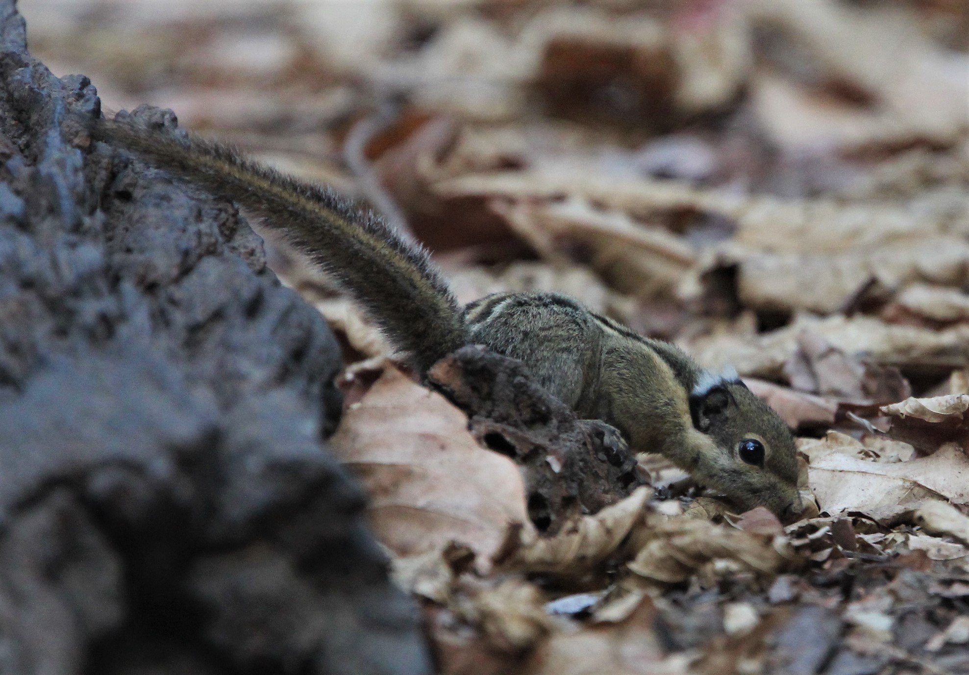 Tamiops mcclellandii - WESTERN STIPED SQUIRREL - LUNG SIN HIDE, KAENG KRACHAN (1).jpg
