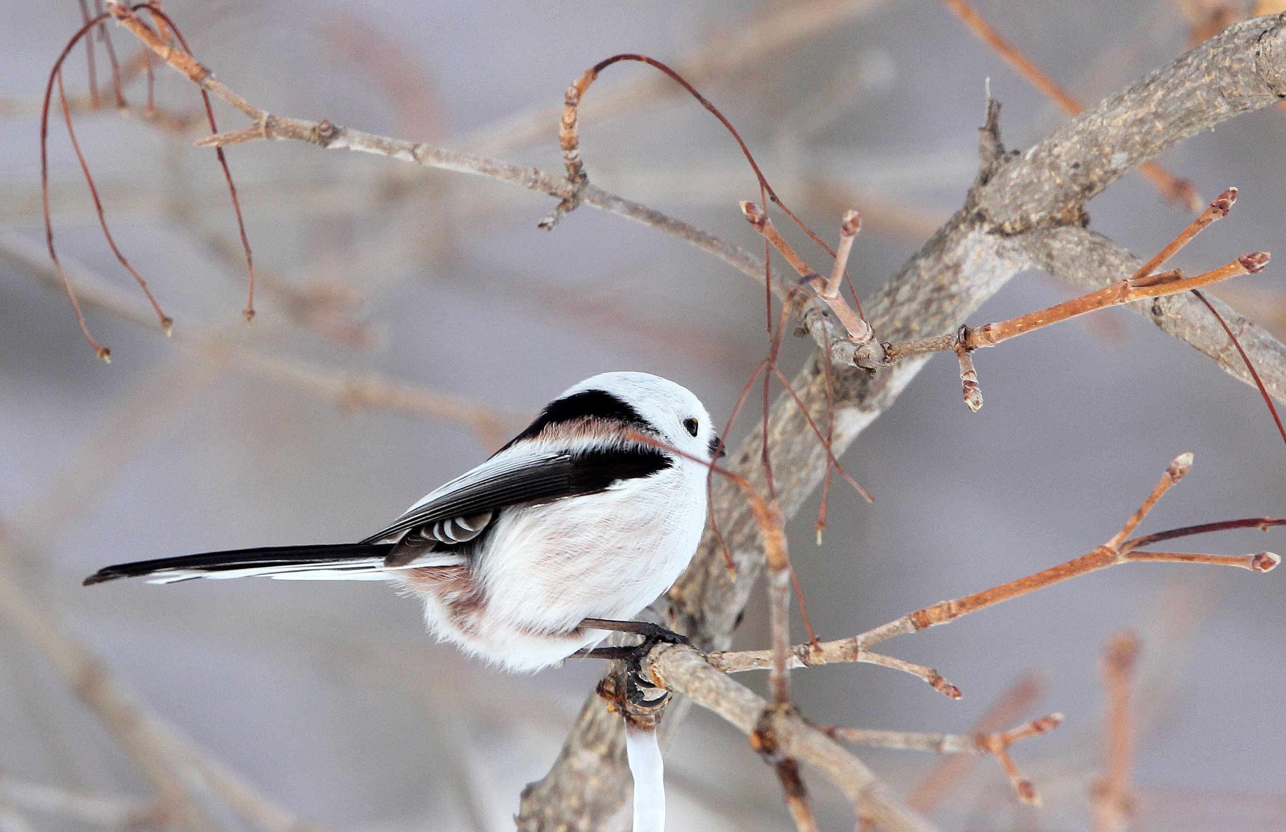 Long-tailed tit (Aegithalos caudatus) Kussharo Lake, Hokkaido Japan