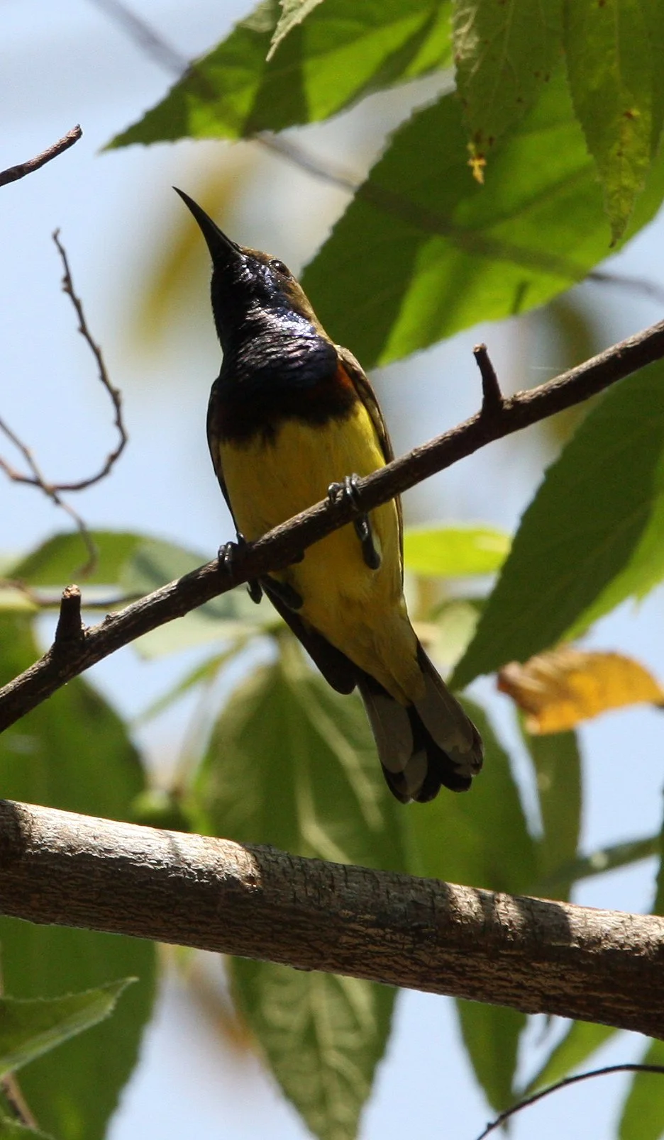 SUNBIRD - OLIVE-BACKED SUNBIRD - Nectarinia jugularis - KAENG KRACHAN NP THAILAND (9).JPG