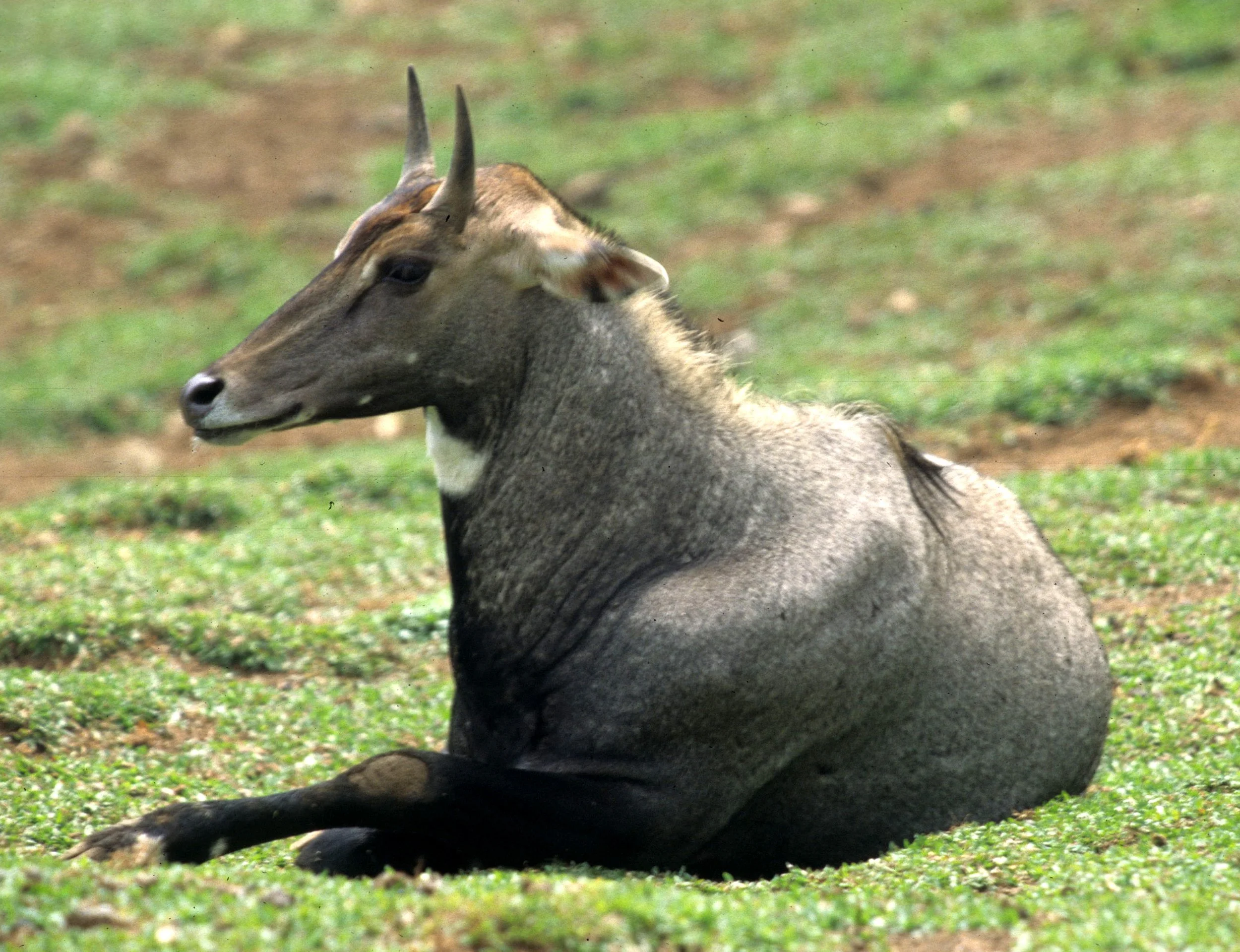 BOVID - BLUEBUCK SPECIES - INDIA (2).jpg