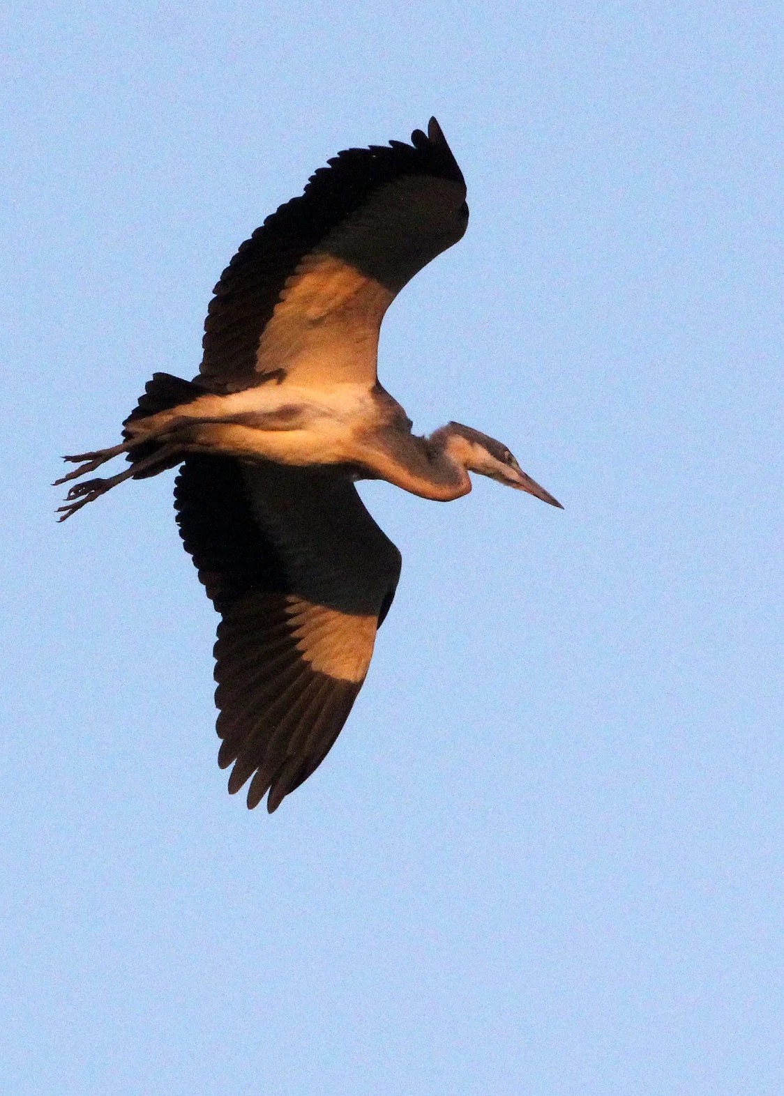 HERON - BLACK-HEADED HERON - Ardea melanocephala - NYUNGWE NATIONAL PARK RWANDA (2).JPG