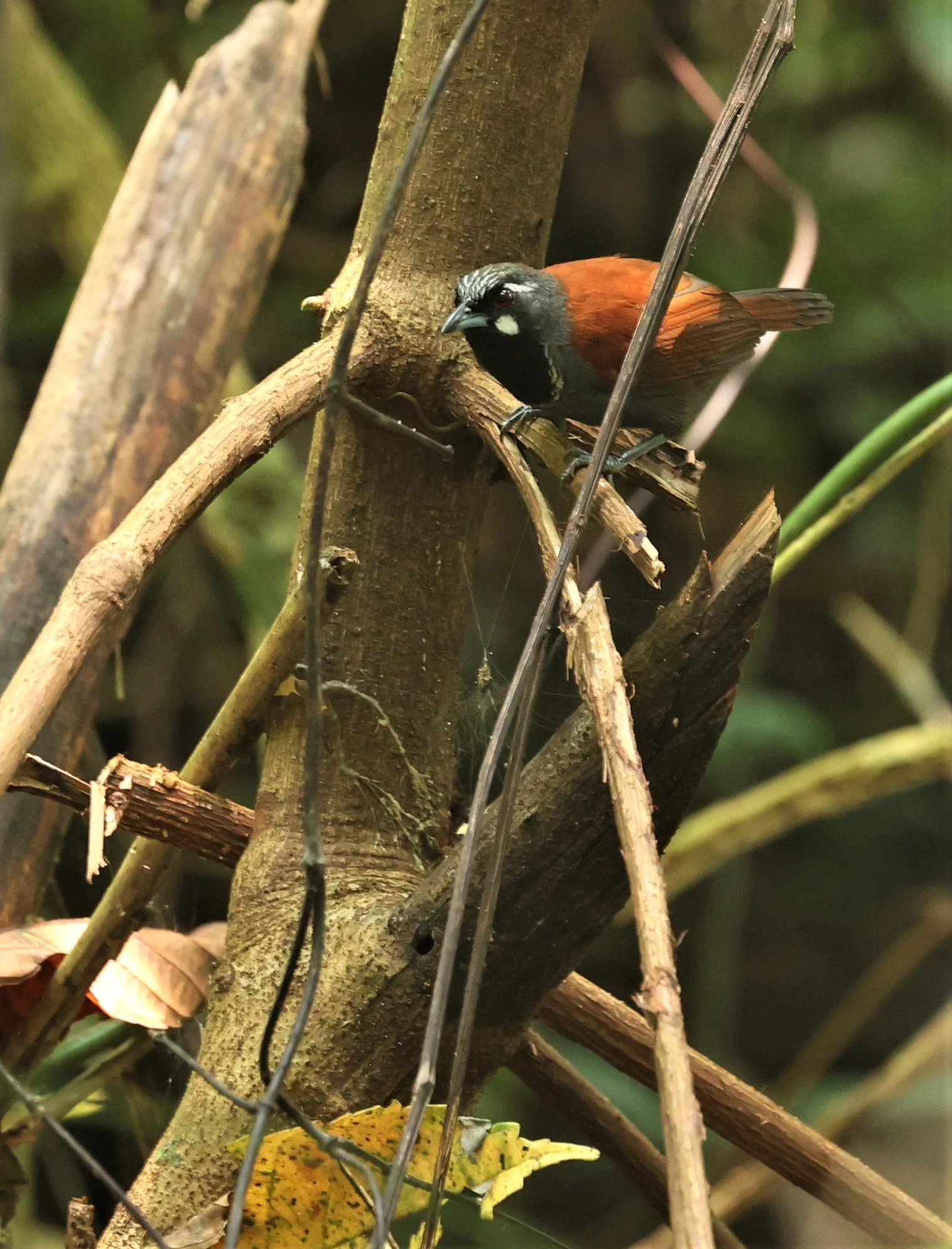 BABBLER- BLACK-THROATED BABBLER - Stachyris nigricollis - KRUNG CHING, KHAO LUANG NP NST, APRIL 2022 (14).jpg