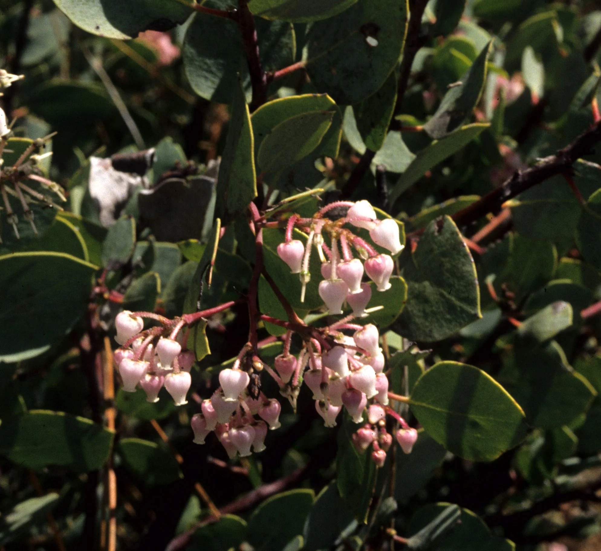 CALIFORNIA - SIERRA - ARCTOSTAPHYLOS VISCIDA - CHAPARRAL B (4).jpg
