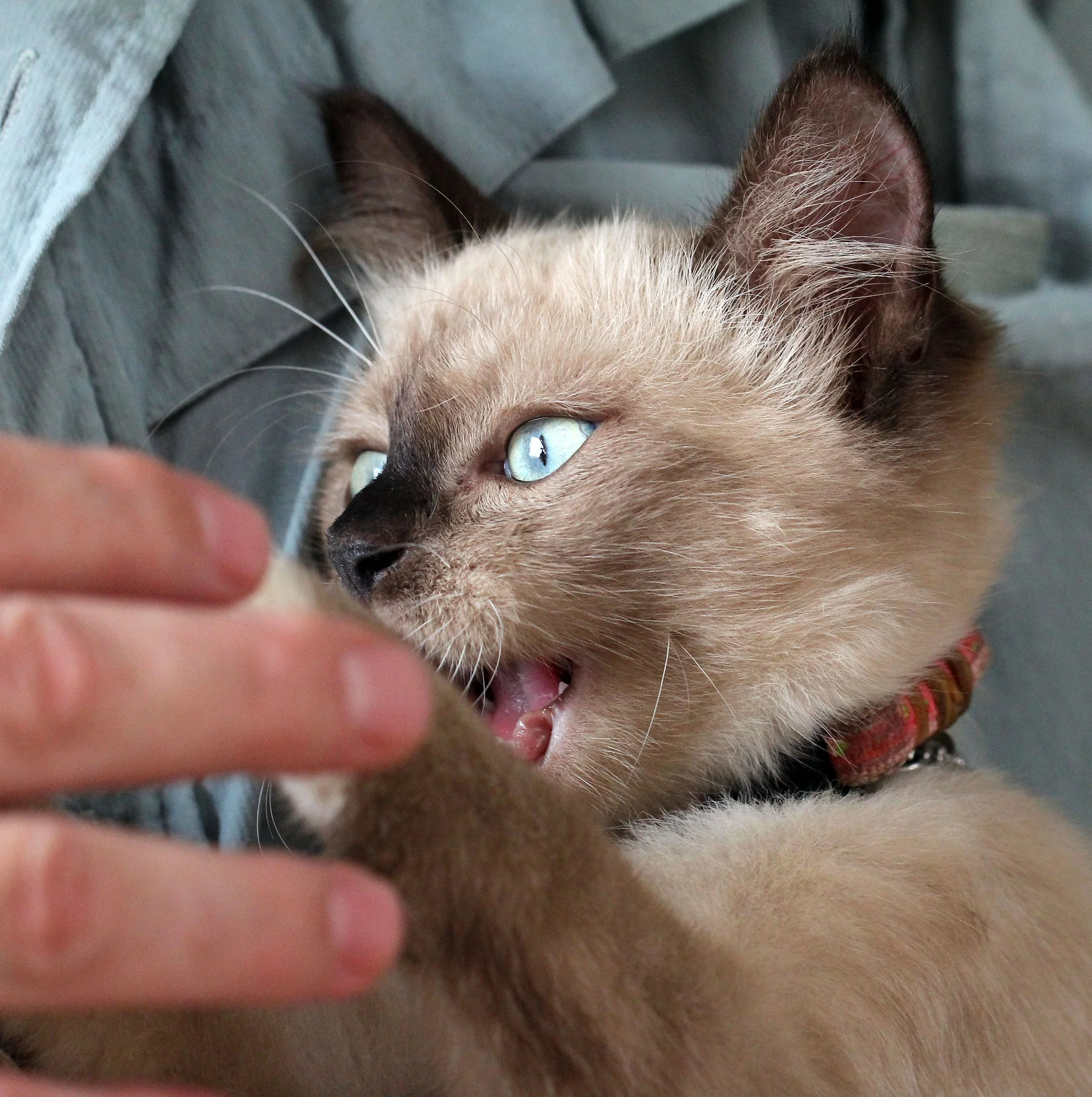 2015 Koh Lanta October Break Trip  (144).JPG