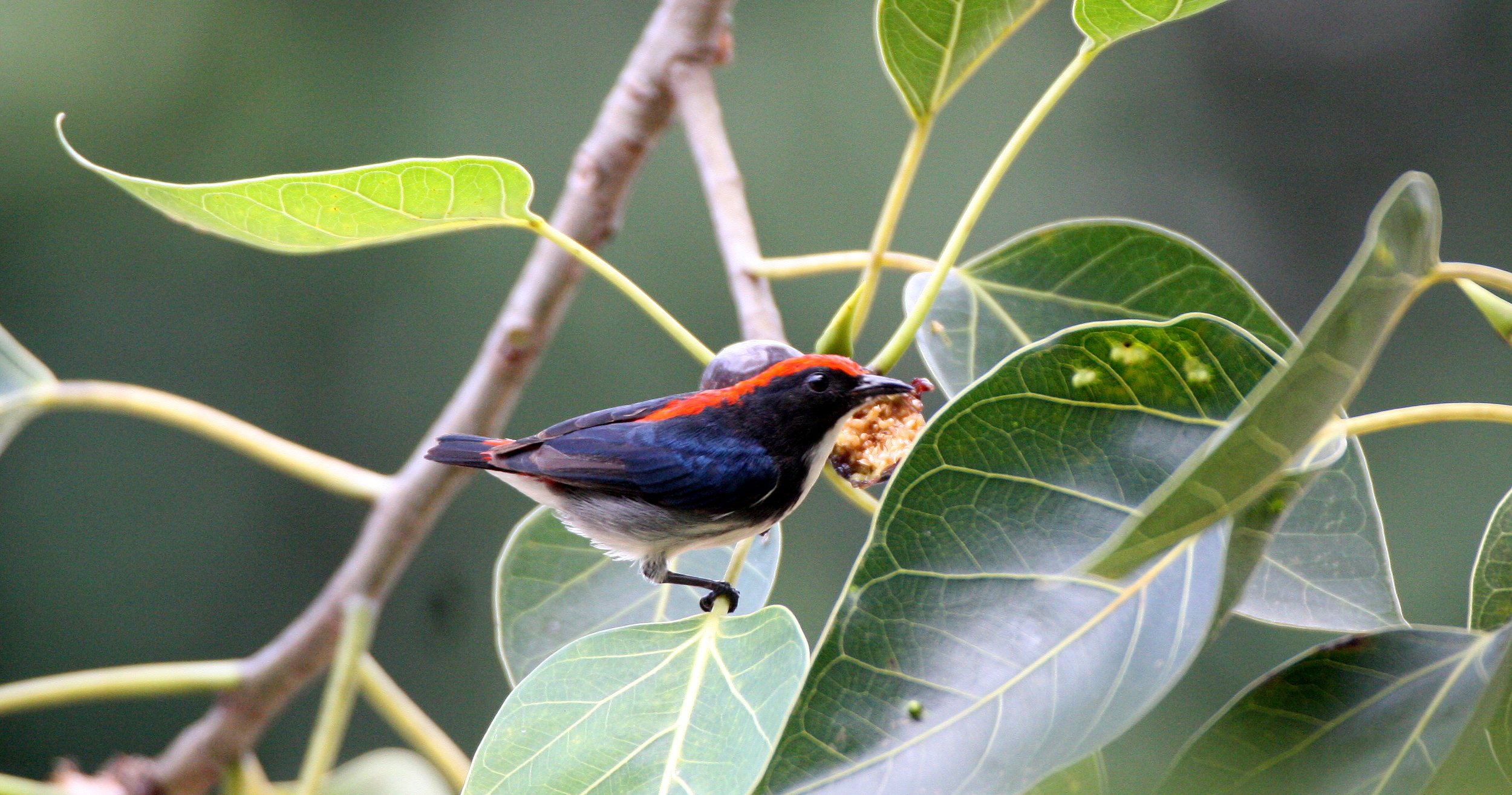 FLOWERPECKER - SCARLET-BACKED FLOWERPECKER - Dicaeum cruentatum - KOH LANTA THAILAND (14).JPG
