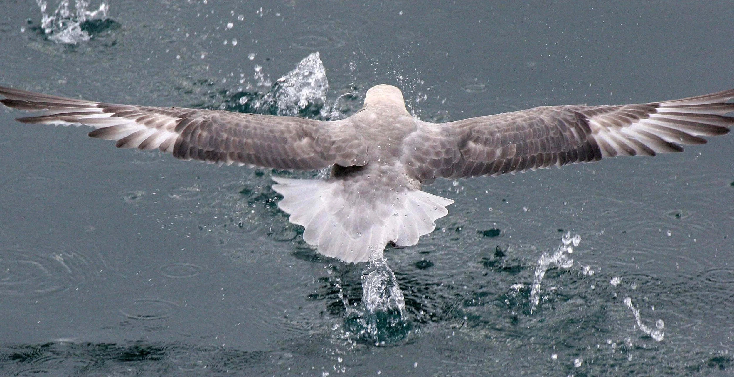 BIRD - FULMAR - NORTHERN FULMAR - SVALBARD (11).jpg
