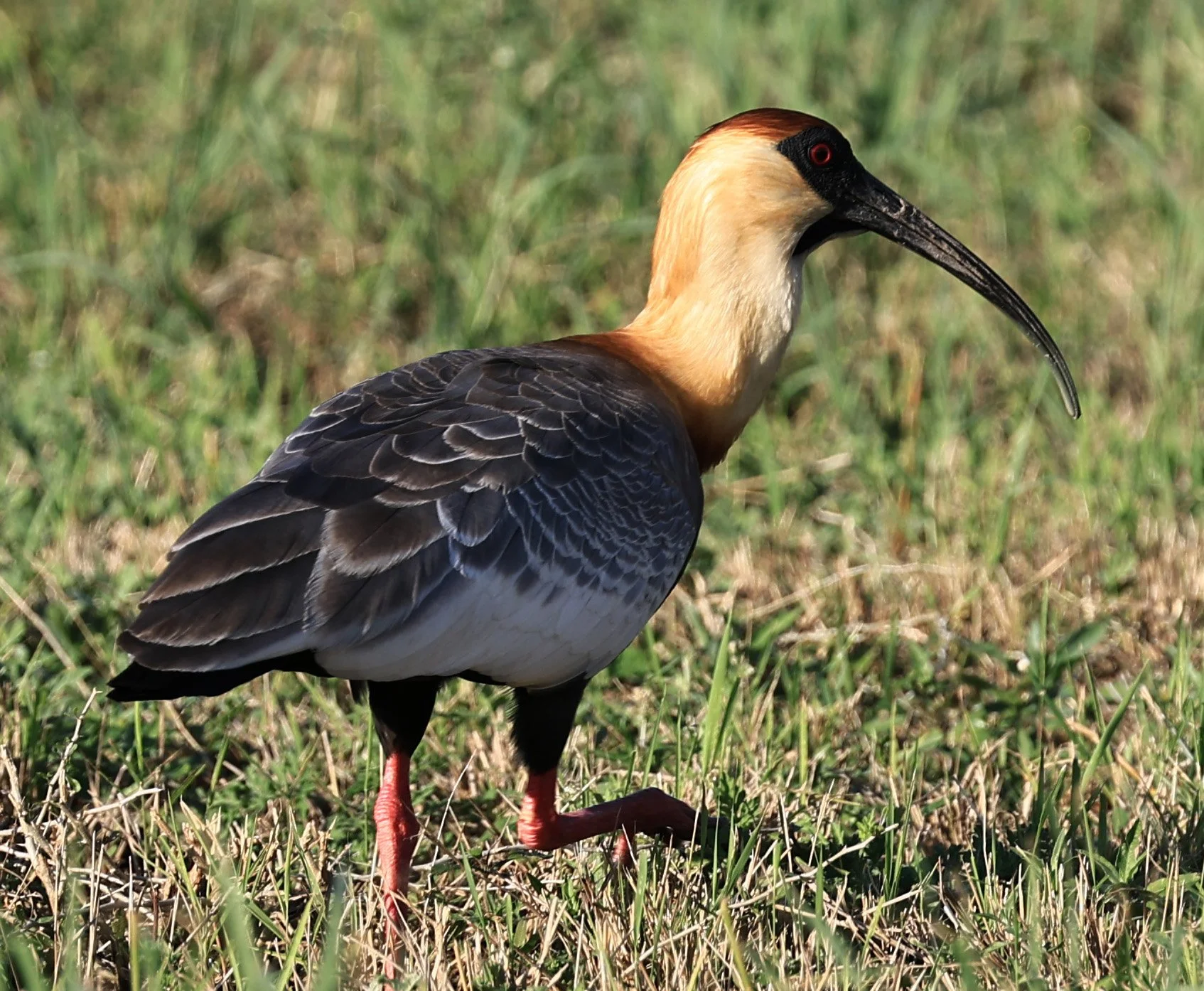 Buff-necked Ibis (Theristicus caudatus) Estancia Campo'i Paraguay (61).jpg
