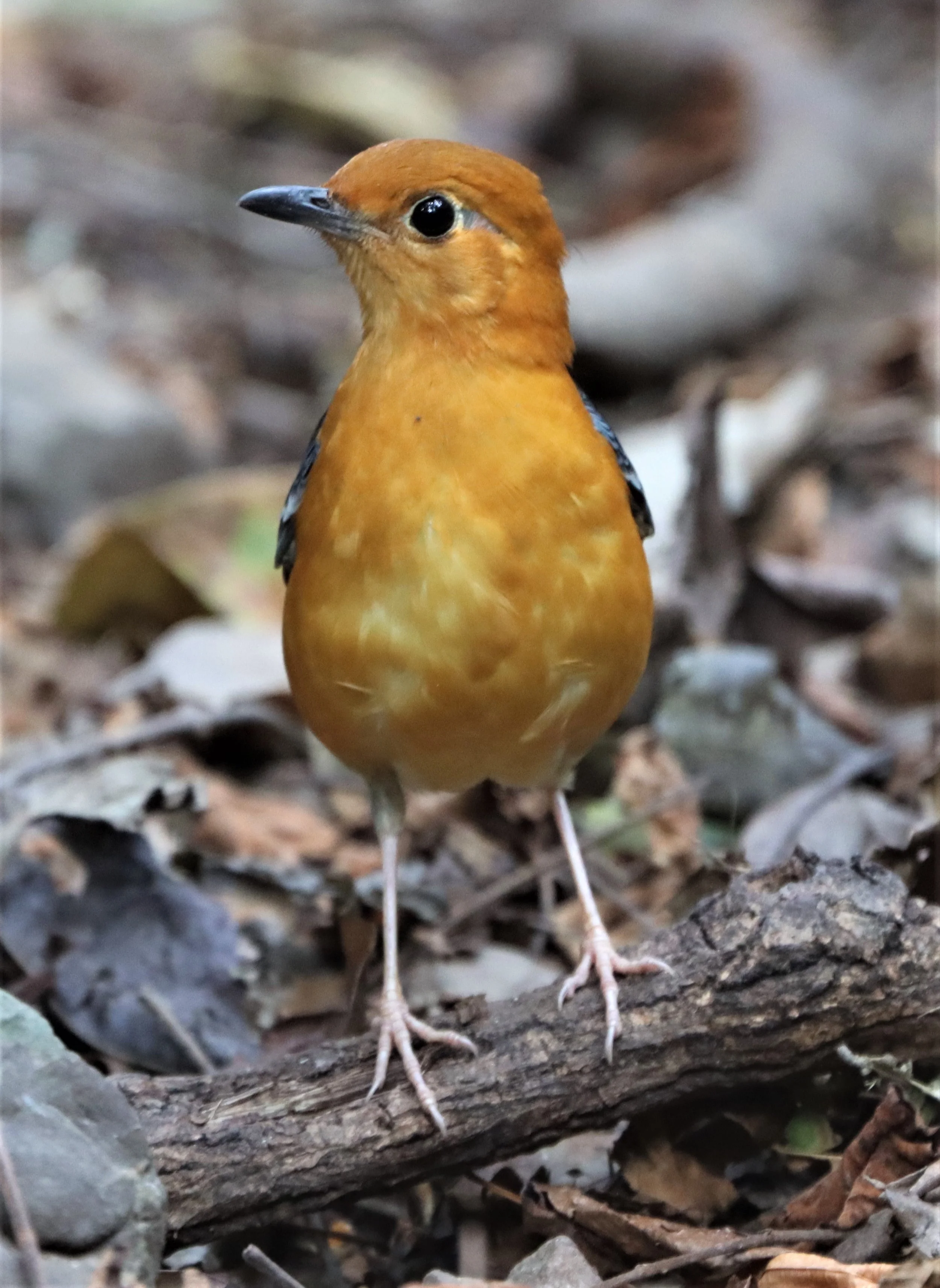 Orange-headed Thrush (Zoothera citrina) Neung Hide Kaeng Krachan NP (26).jpg