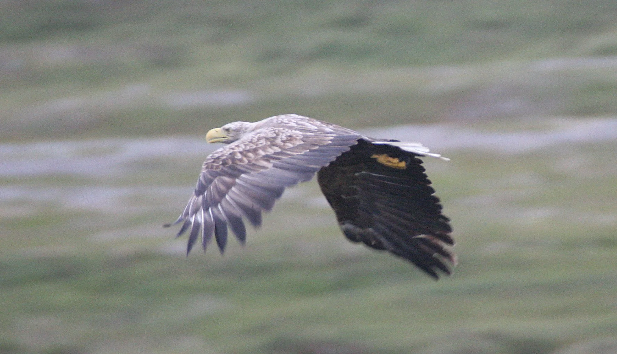 Haliaeetus albicilla - WHITE-TAILED SEA EAGLE - HORNOYA NORWAY (14).jpg