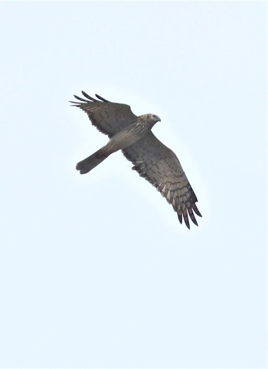 HARRIER - PIED HARRIER - Circus melanoleucos - YONOK CHIANG SAEN CHIANG RAI - ROOST Feb 2022 (45).jpg