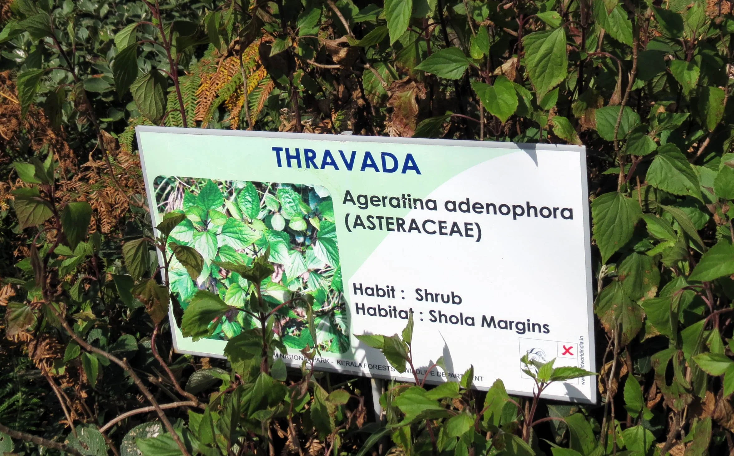 ERAVIKULUM NATIONAL PARK INDIA (19).JPG