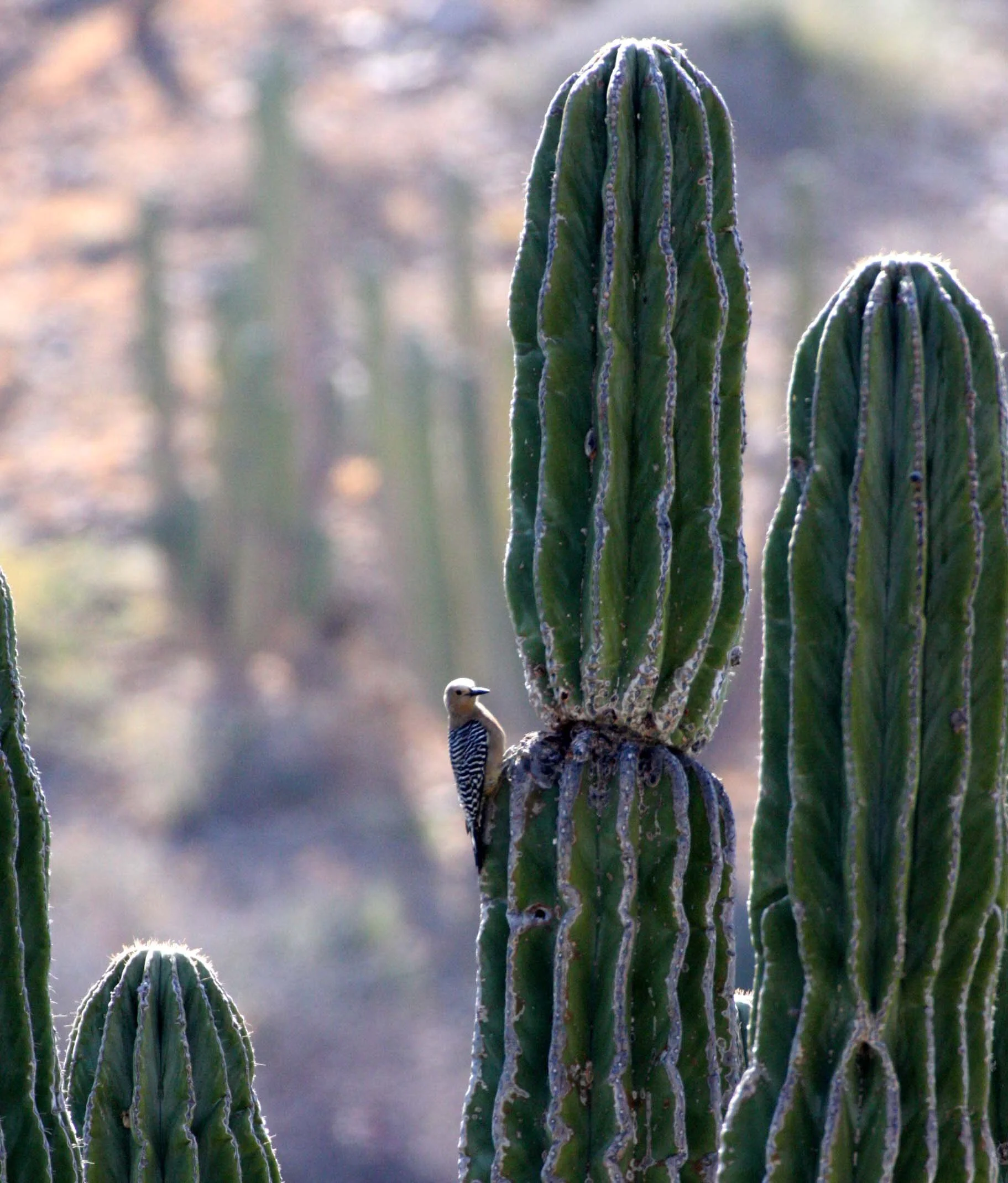 BIRD - WOODPECKER - GILA WOODPECKER - ISLA SANTA CATALINA BAJA MEXIO (6).JPG