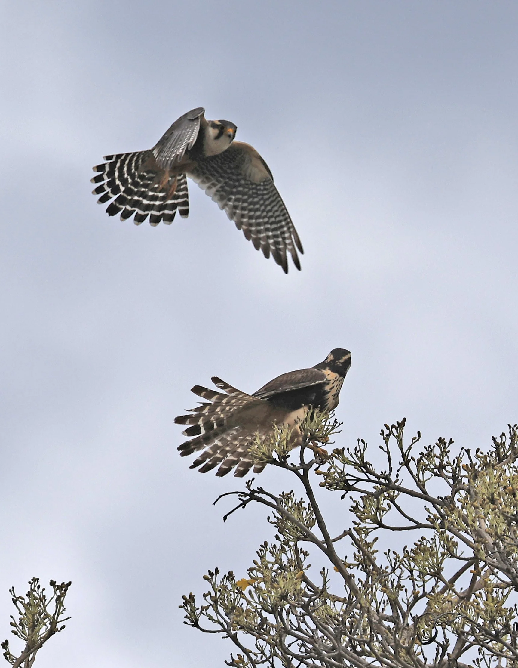 Aplomado Falcon (Falco femoralis) Estancia Campo'i Paraguay (133).jpg