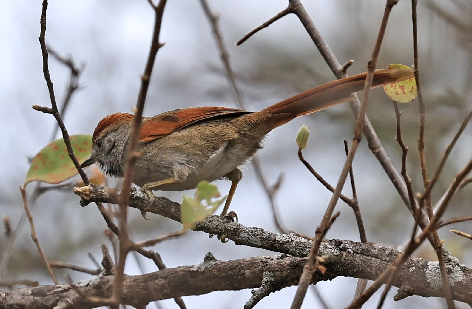 Sooty-fronted Spinetail (Synallaxis frontalis) La Patria Sideroads Paraguay (4).jpg