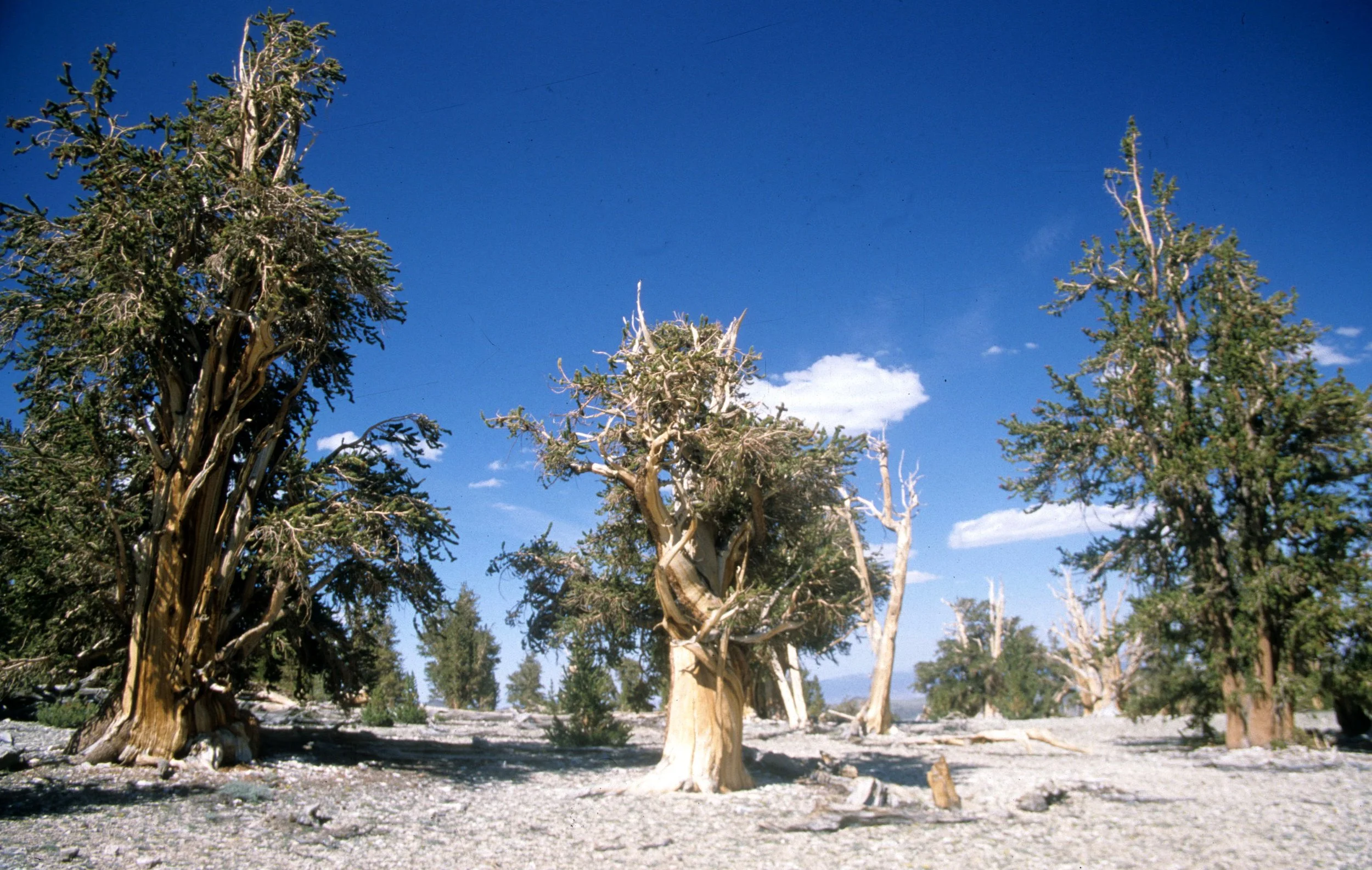 CALIFORNIA - WHITE MOUNTAINS - WRECK (4).jpg