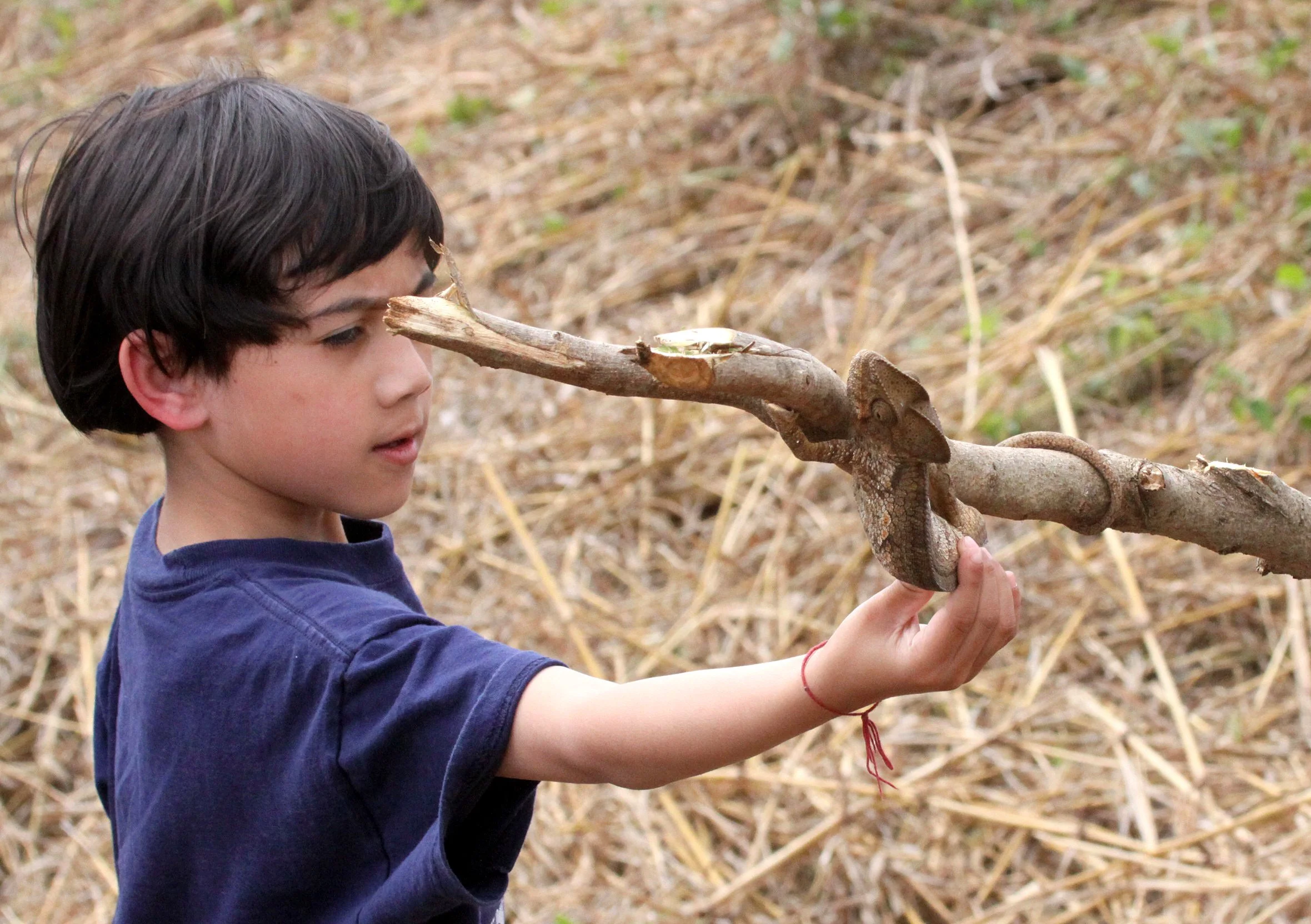 Giant or Oustalet's Chameleon (Furcifer oustaleti) Berenty, Madagascar