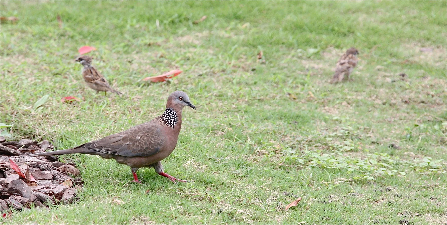 Spotted Dove (Spilopelia chinensis) Shang Hai China.JPG
