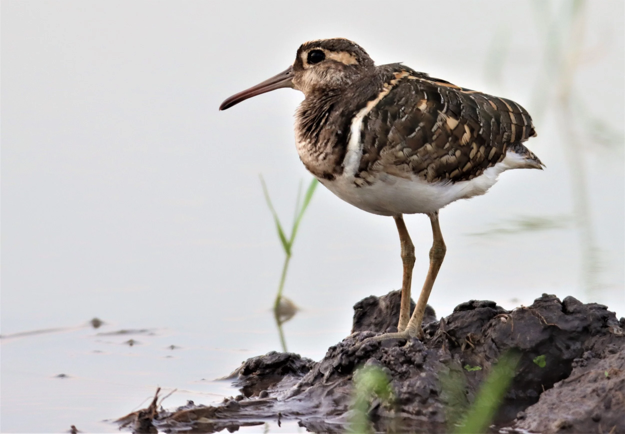 SNIPE - GREATER PAINTED SNIPE - Rostratula benghalensis - PATHUM THANI RICE RESE (196).jpg