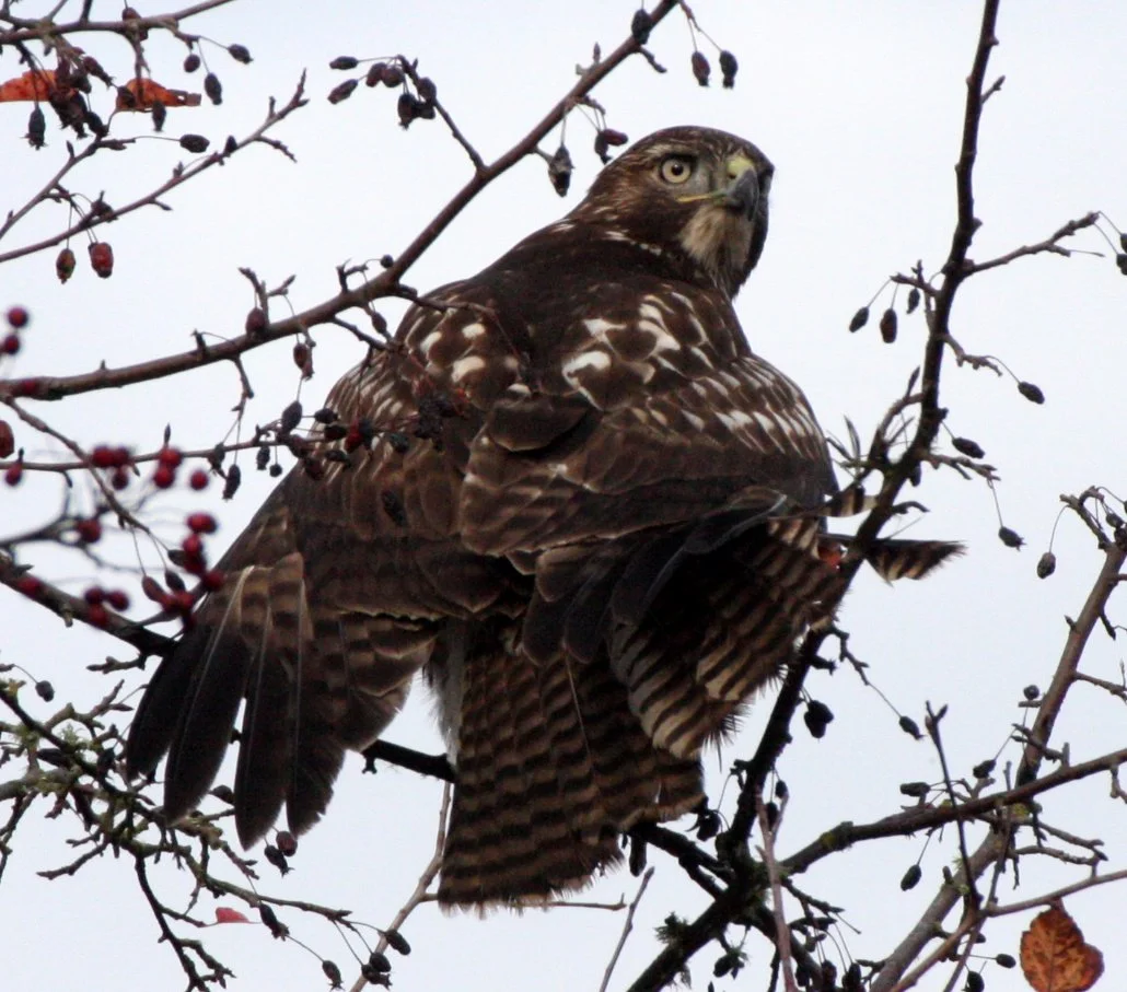 Buteo jamaicensis - RED-TAILED HAWK - JAMESTOWN WA (24).JPG