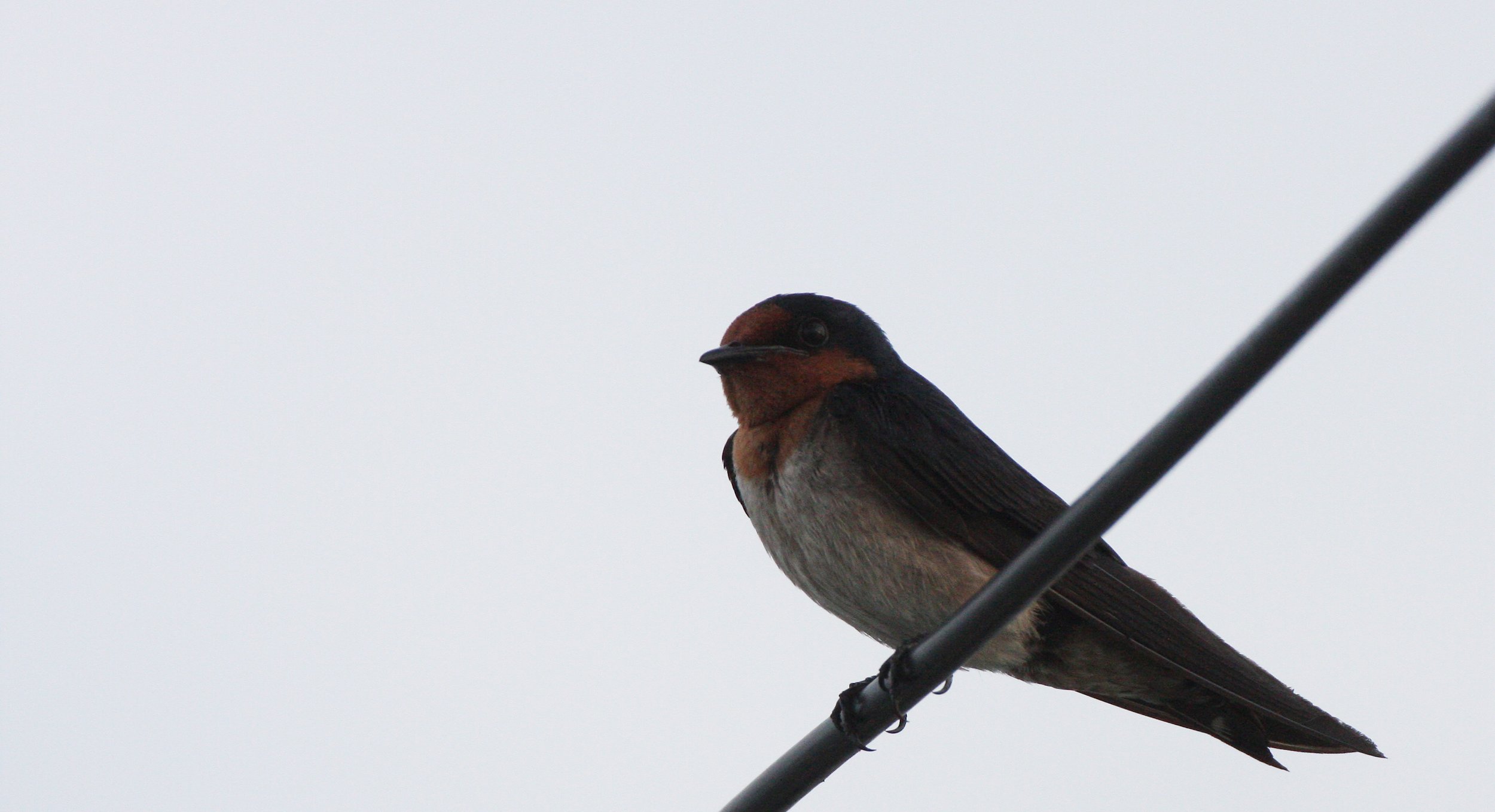 Pacific Swallow (Hirundo tahitica) Pak Nakhon Thailand (6).JPG