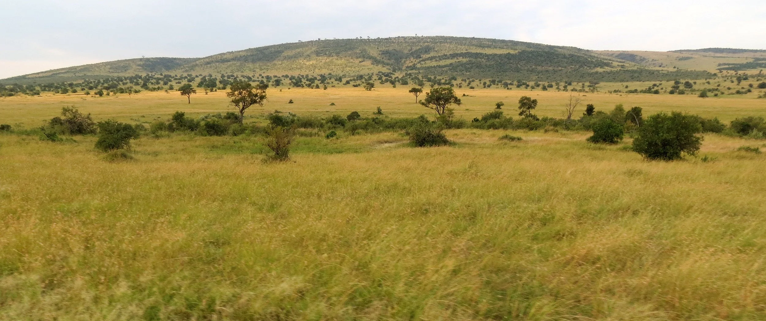 MASAI MARA NATIONAL PARK KENYA (168).JPG