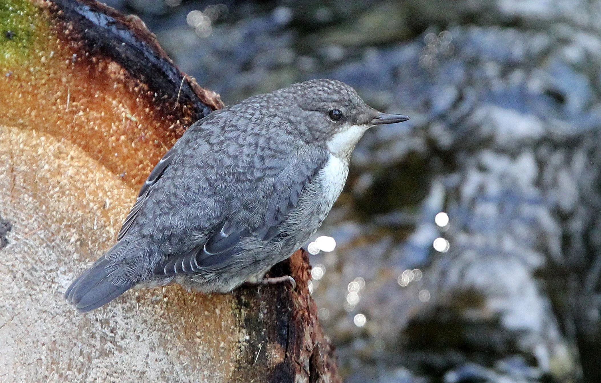 White-throated dipper or European dipper (Cinclus cinclus) Stelvio NP, San Valentino Alla Muta, Italy (3).JPG