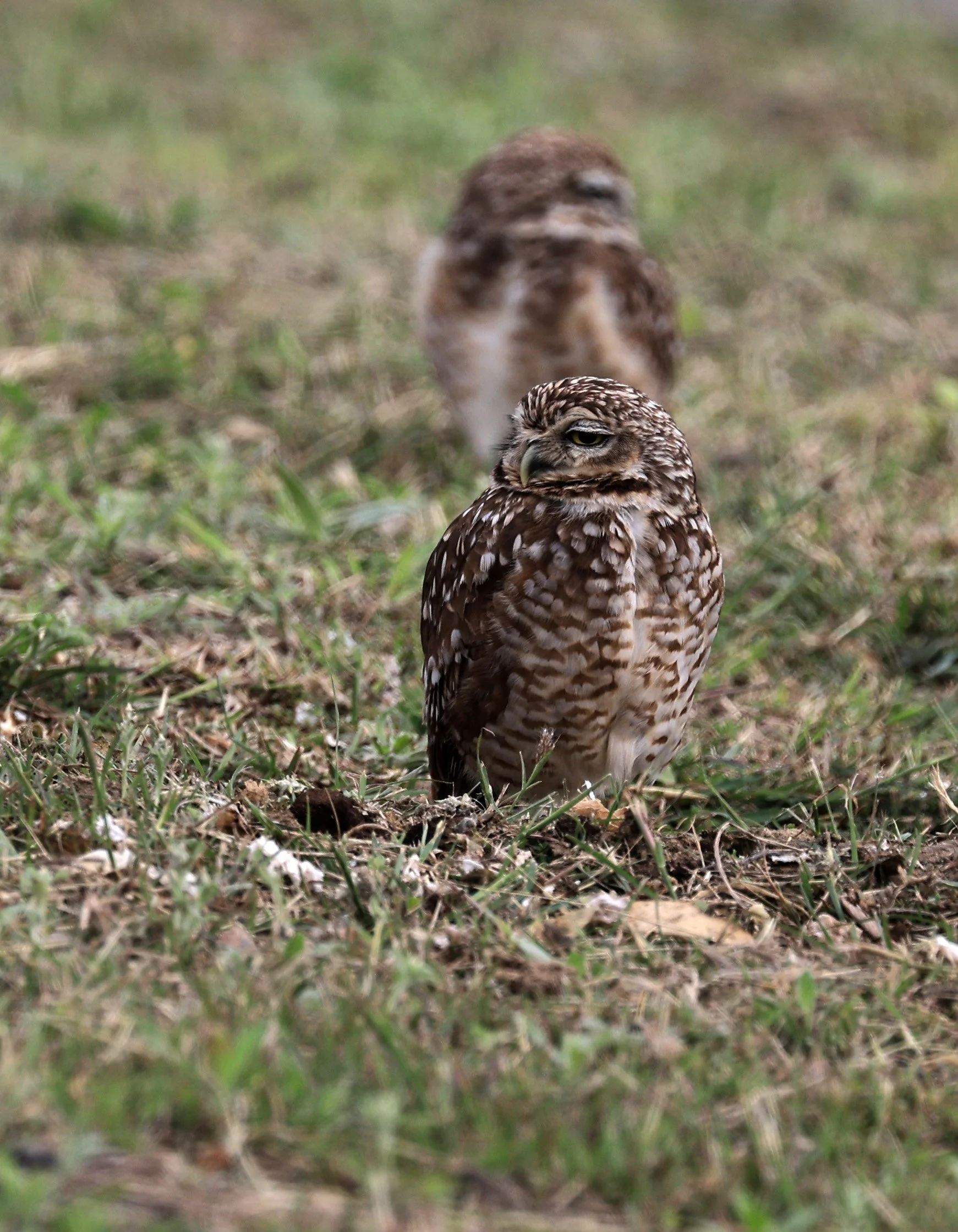 Burrowing Owl (Athene cunicularia) Aurora Chaquena near Neuland Mennonite Colony Paraguay (20).jpg