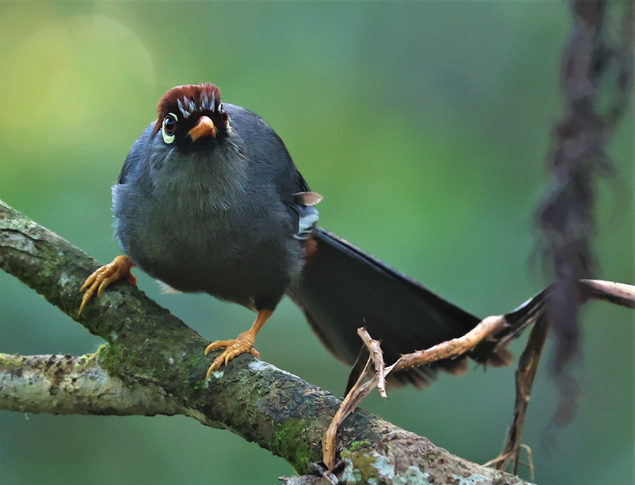 Pterorhinus mitratus - CHESTNUT-CAPPED LAUGHINGTHRUSH - FRASER'S HILL, MALAYSIA JUNE 2022 (2).jpg