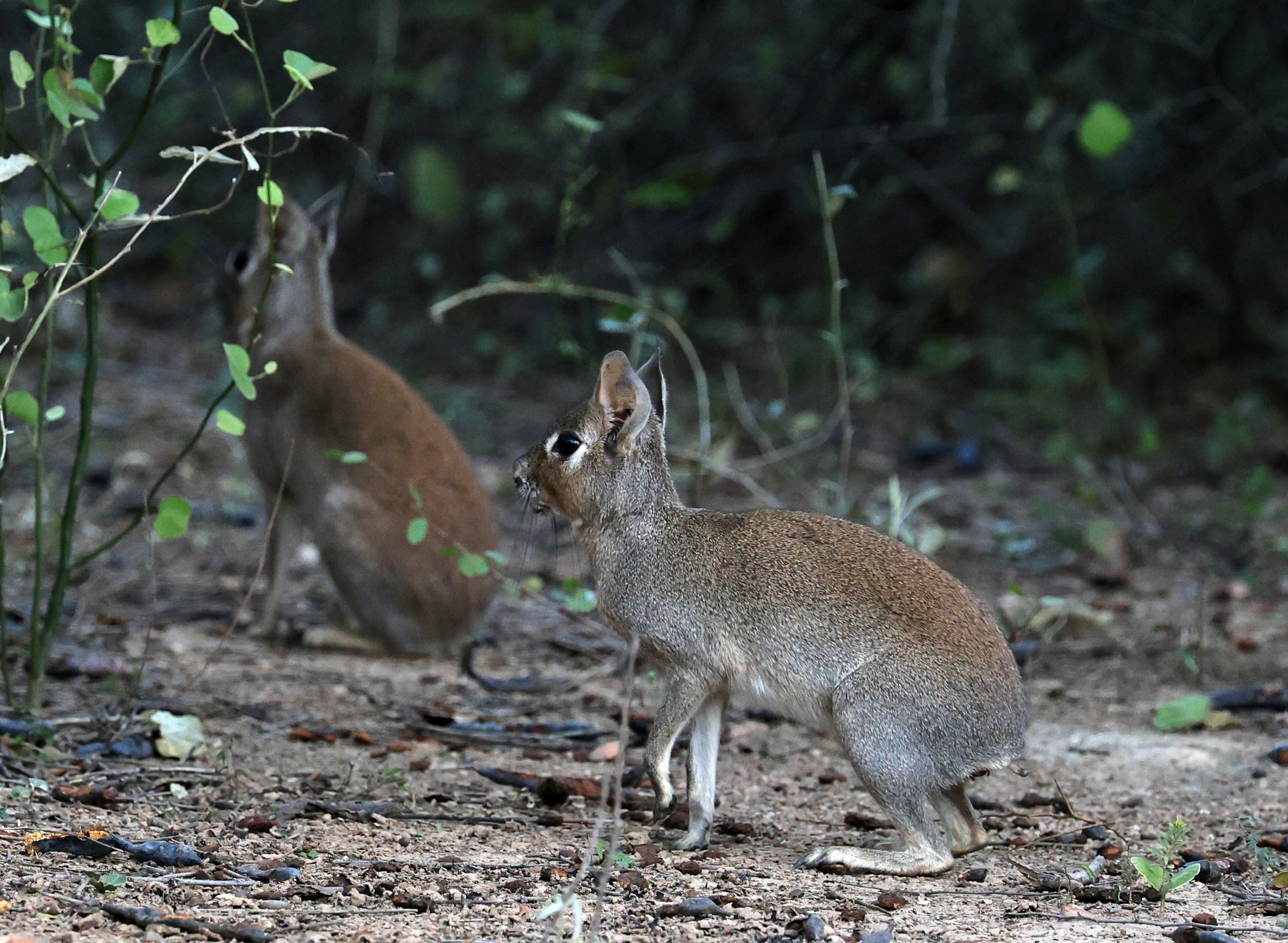 Chacoan Mara (Dolichotis salinicola) Hotel Campestre Iparoma Paraguay (17).jpg