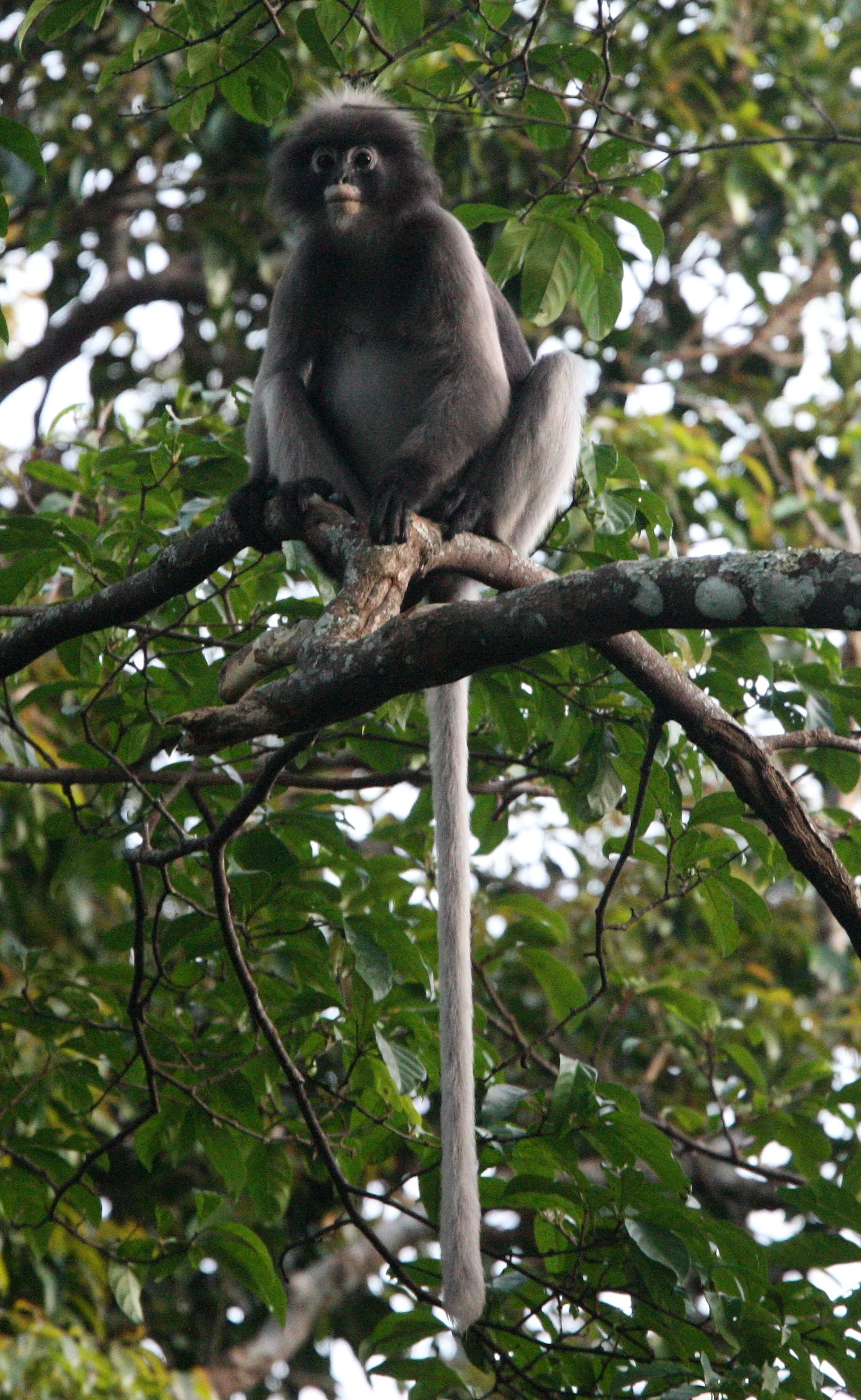 CERCOPITHECIDAE - Trachypithecus obscurus flavicauda - BLOND-TAILED (DUSKY) LANGUR - KAENG KRACHAN NP THAILAND (57).JPG