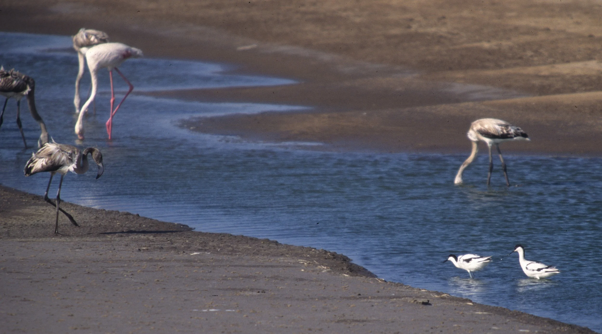BIRDS - FLAMINGO - GREATER - NAMIBIA COAST E.jpg
